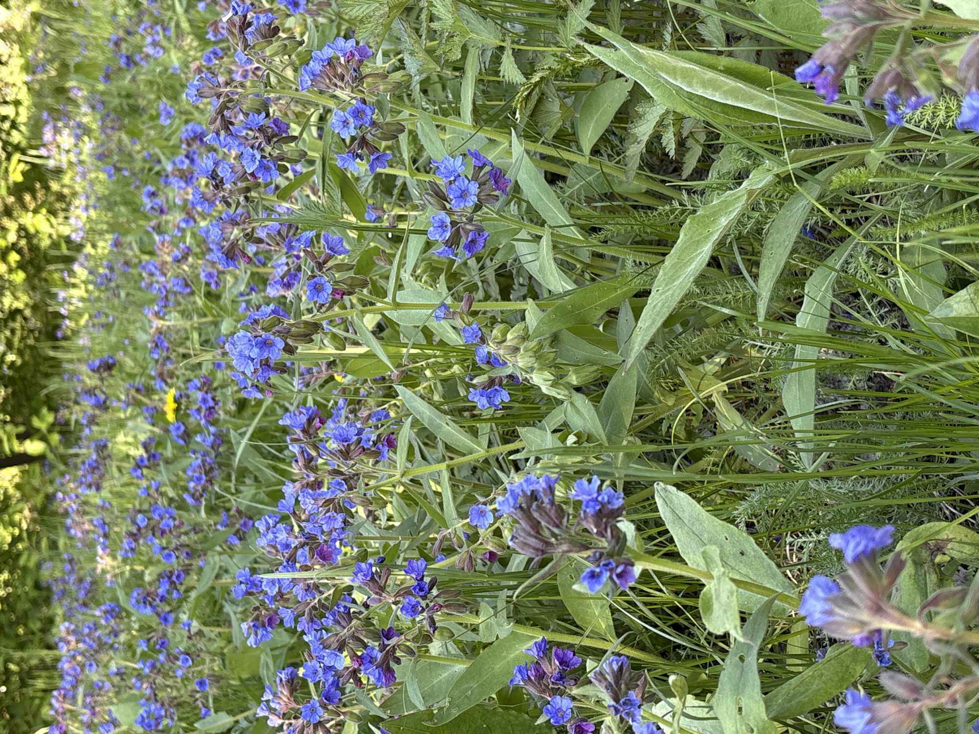 The image shows a dense patch of blue flowers mixed with green foliage. The flowers are small and clustered, with a vibrant blue hue. The leaves are long and narrow, with a light to medium green color. The ground is covered in grass and other vegetation. The location is not identifiable from the image.