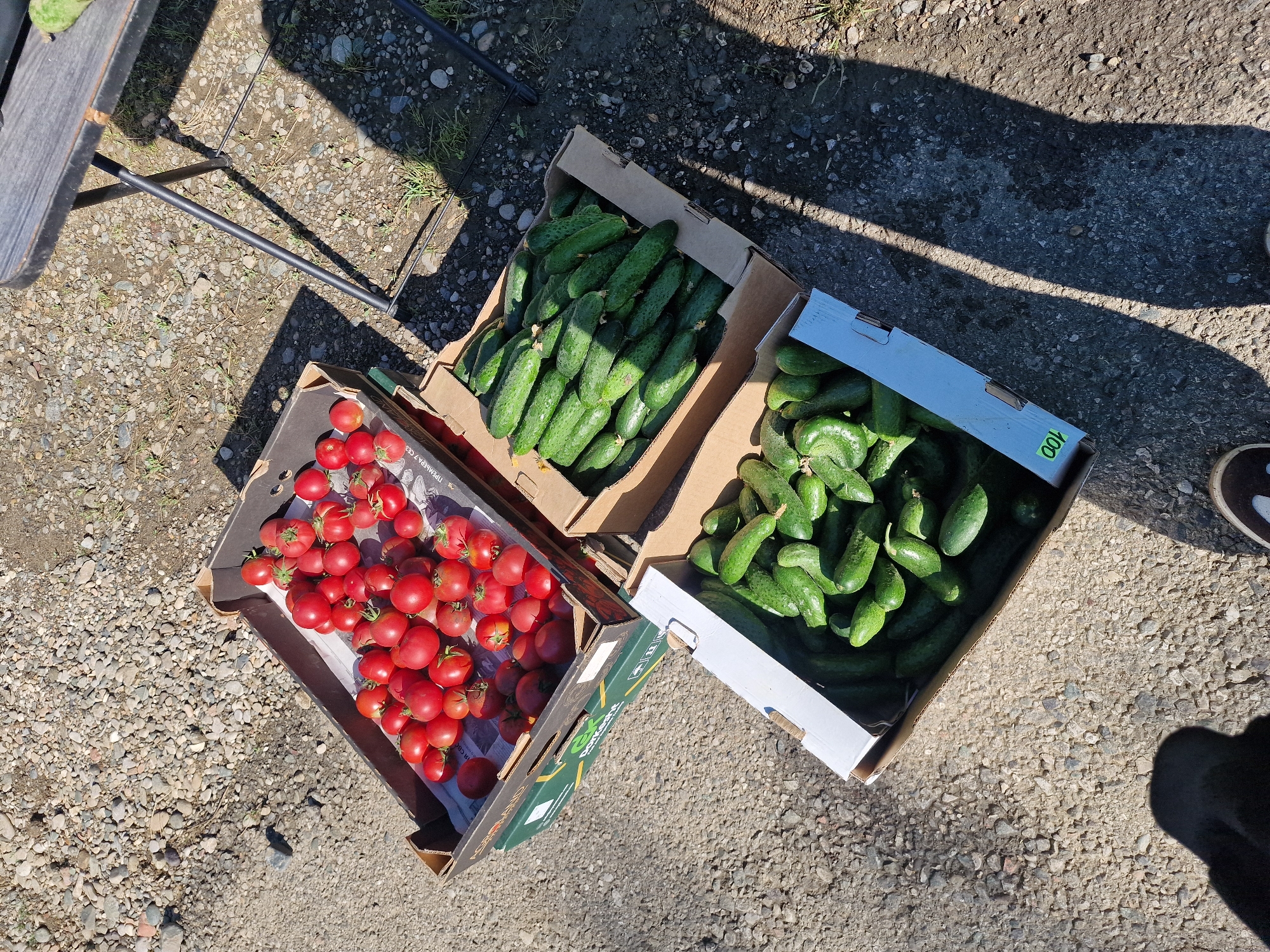 The image depicts an outdoor scene on a sunny day, likely in a rural or market setting. The ground is covered with gravel and dirt, with patches of grass. In the foreground, a person's feet are visible, wearing sneakers. To the left, a black shadow is cast across the ground.
There are three cardboard boxes filled with fresh produce. The top box, on the left, contains numerous small, red tomatoes. Below and to the right of the tomato box is a larger box filled with cucumbers. A third box, also containing cucumbers, is positioned in the lower part of the image. One of the cucumber boxes has the number "100" printed on its side.
In the background, a portion of a dark-colored table with metal legs is visible, casting a long shadow. The overall impression is a display of fresh produce ready for sale or transport. The location is identified as Kursavka, Russia.