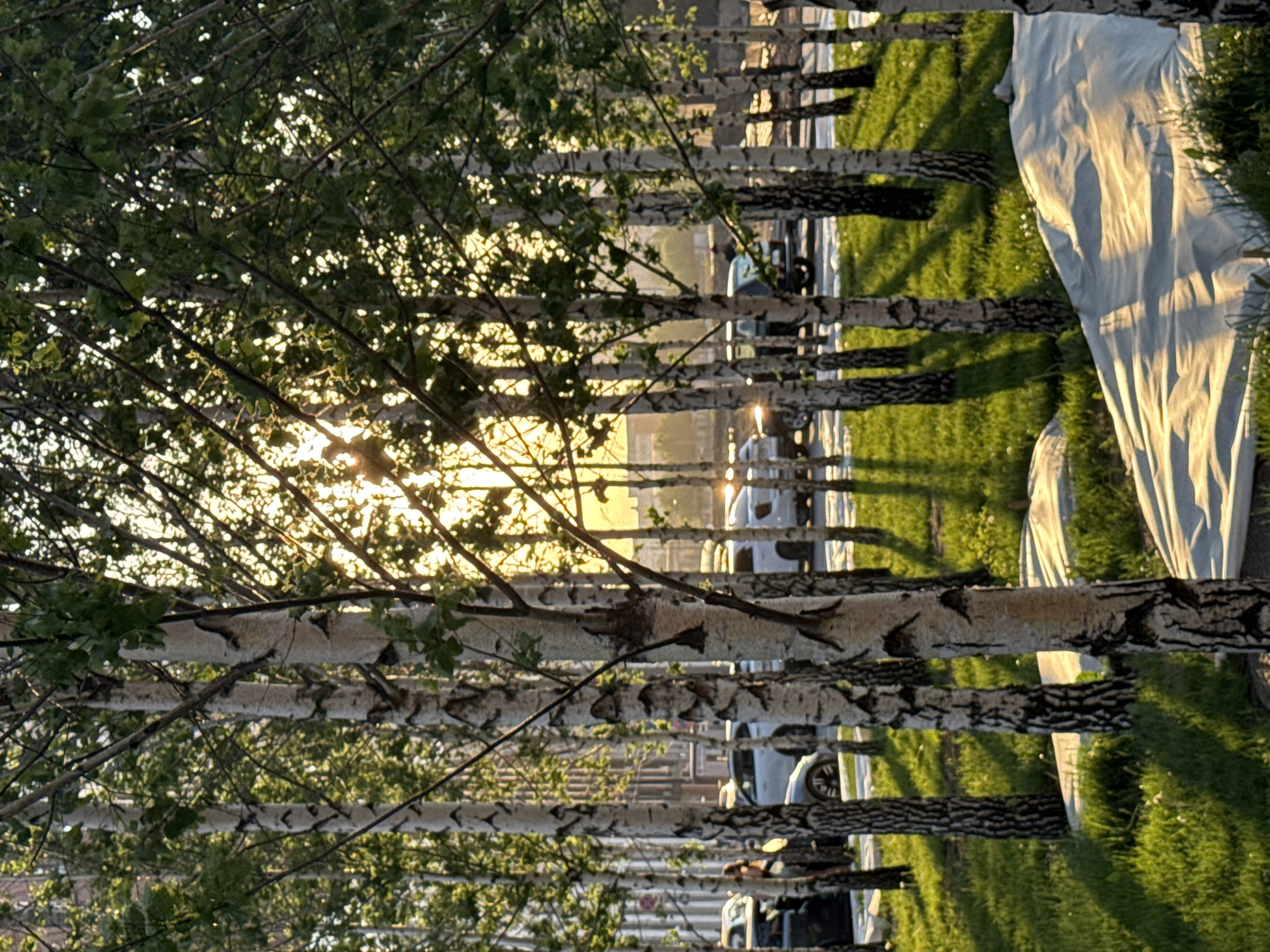 A row of birch trees lines a grassy area along a street in Moscow, Russia. Several cars are parked along the street behind the trees. Sunlight shines through the tree branches. A white covering rests on the grass adjacent to the trees.