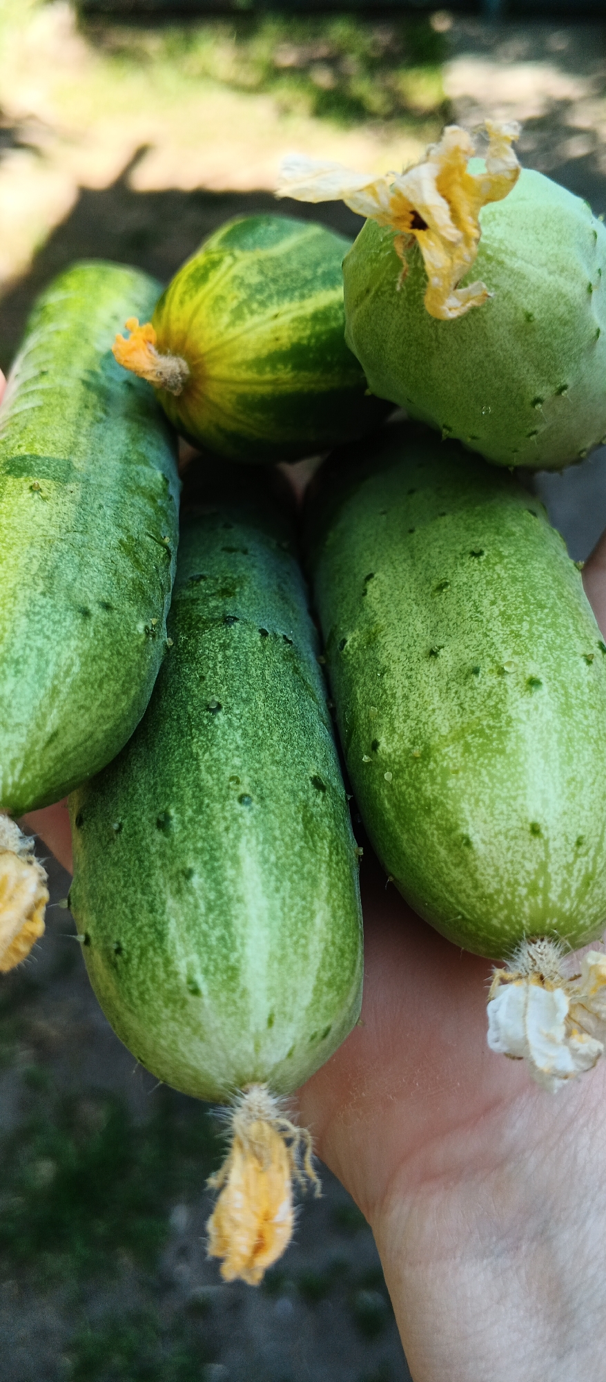 A close-up, eye-level shot shows a person's hand holding a cluster of freshly picked cucumbers. The cucumbers are various shades of green, with some showing faint stripes and small, prickly bumps. Dried yellow and white blossoms are attached to the ends of some of the cucumbers. The background is blurred, suggesting an outdoor setting with greenery and possibly soil. There are no recognizable landmarks or context to indicate the specific location within Smila, Ukraine.
