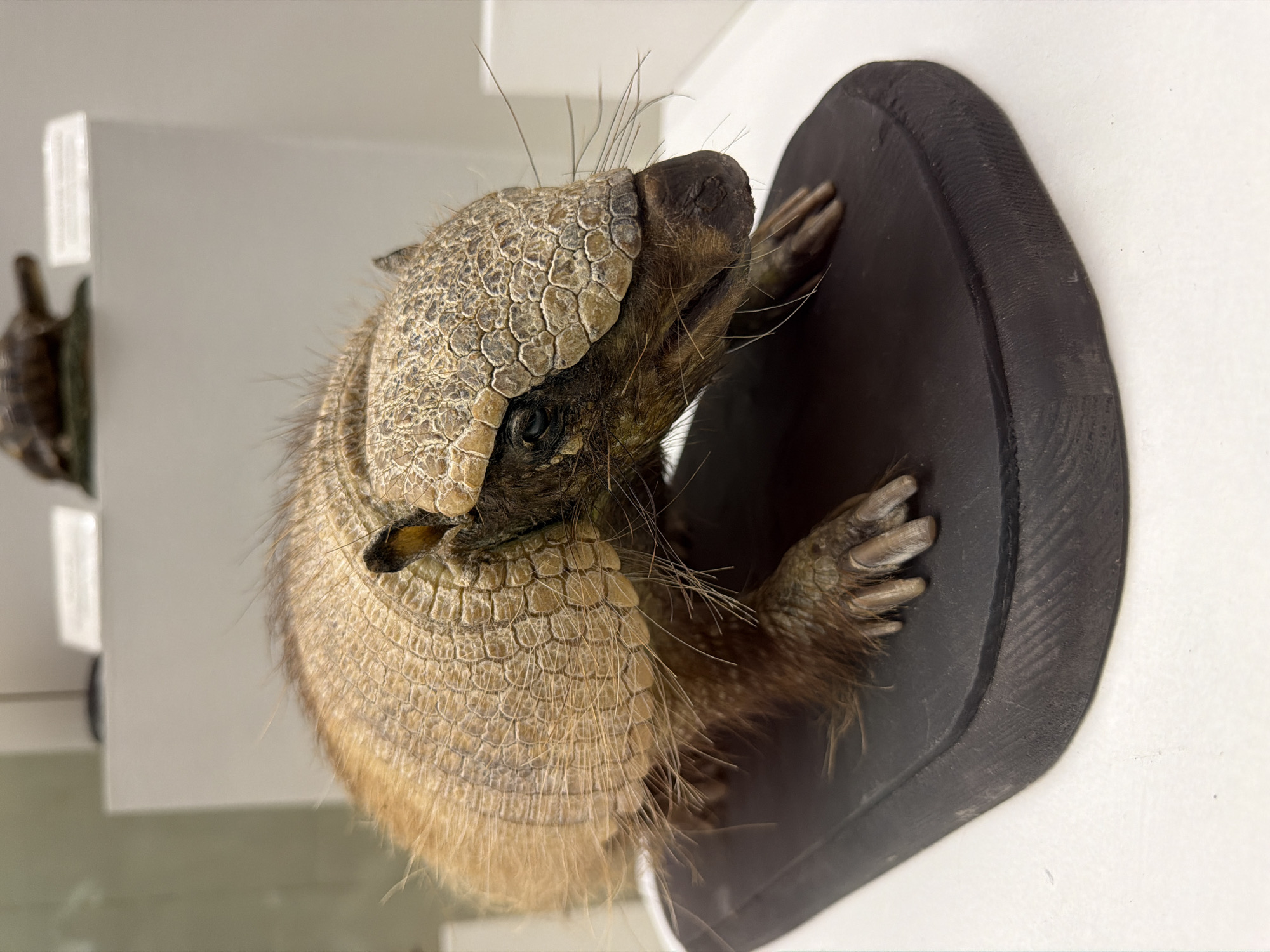 This media file shows a close-up, slightly angled view of a taxidermied armadillo. The armadillo is mounted on a dark, oval-shaped base, which is set against a white background. The armadillo is positioned facing to the right, with its head turned slightly towards the viewer. Its shell is segmented into numerous small, rectangular plates with a textured, scaly pattern. The fur visible on its underside and legs is a light brown color and appears bristly. Long, thin whiskers sprout from its snout and body. Its front leg is visible, resting on the base, and its claws are clearly defined. The armadillo's eye is a dark, beady sphere.
In the background, to the left, another taxidermied animal, possibly a turtle, is partially visible, mounted on a similar dark base. A white wall with a rectangular window or display case is also visible in the background. The lighting suggests an indoor environment, possibly a museum or exhibition. There is no text visible in the media file. The overall presentation is that of a display specimen.