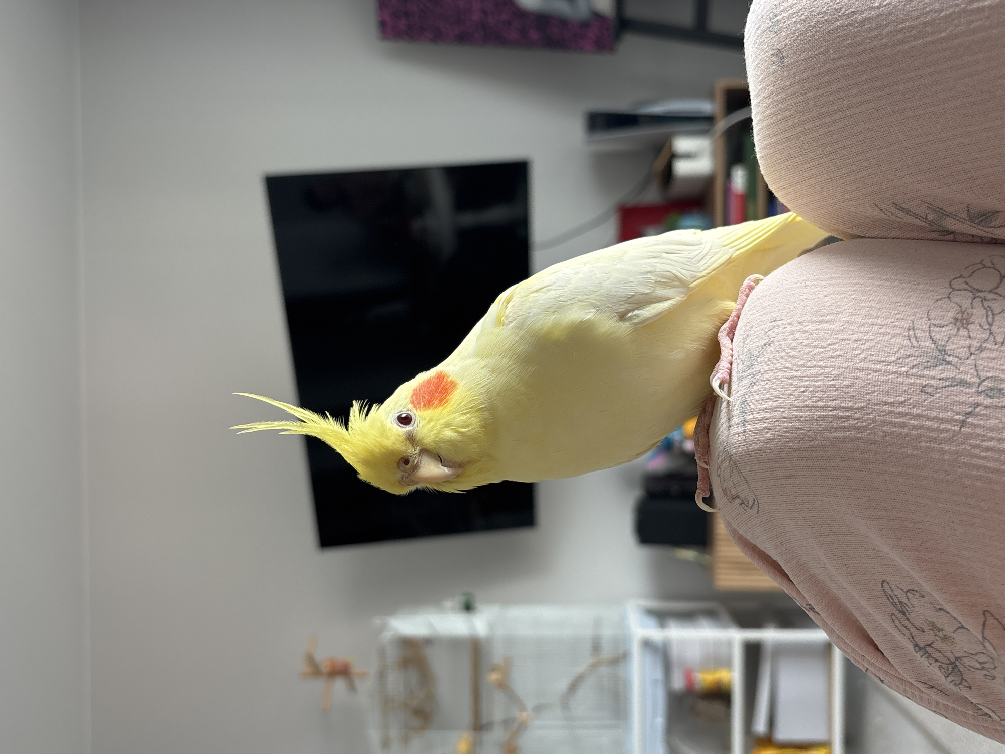 A yellow cockatiel with orange cheek patches and a crest is perched on pink fabric. The bird is facing the camera, with its head tilted slightly. In the background, a television is mounted on a wall, and several shelves filled with items are visible. The scene appears to be indoors, possibly in a living room. The location is not specified in the image.