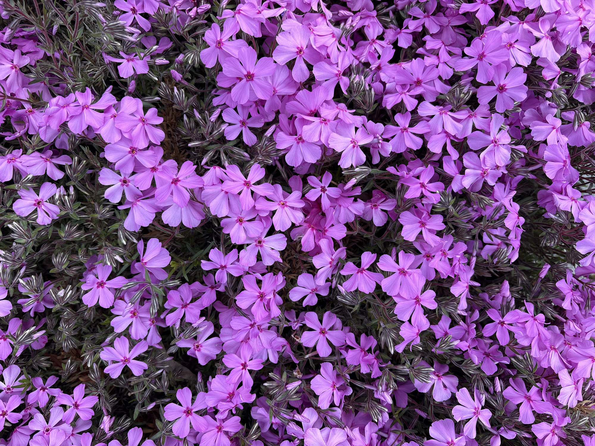The image shows a dense collection of light purple flowers with five petals each. Small, dark green foliage is visible between the flowers. The exact location and presence of people, objects, or actions in Kazanlak, Bulgaria, cannot be determined from the image alone.