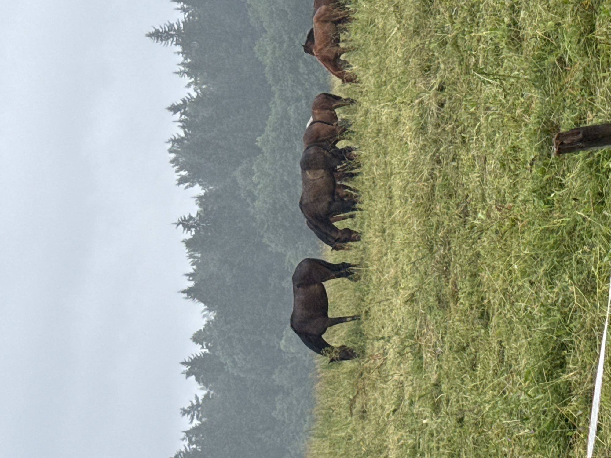 The image shows a herd of horses grazing in a grassy field. The horses are of various colors, including brown and dark brown. They are spread out across the field, with some in the foreground and others in the background. The field is covered in lush green grass, with some wildflowers visible. In the background, there is a dense forest of trees, and the sky is overcast. The image appears to have been taken on a cloudy or rainy day, as evidenced by the diffused light and the slightly gray sky. The setting is a rural landscape, likely in the countryside outside of Galinė, Lithuania, given the prevalence of agricultural and natural areas surrounding the town. There are no people visible in the image, and the focus is entirely on the horses and their environment. The scene depicts a peaceful and natural setting, with the horses engaged in their daily activity of foraging.