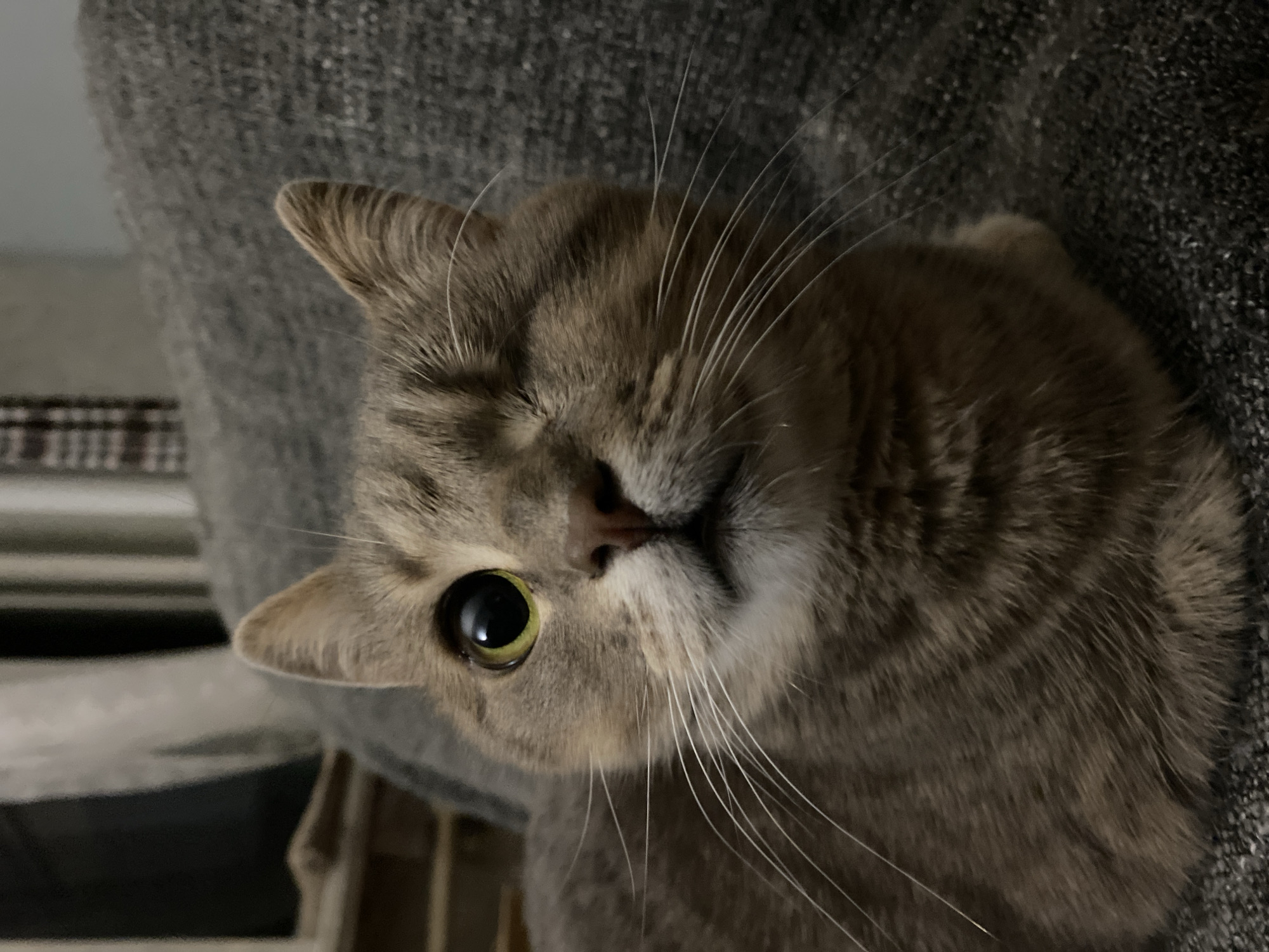 An extreme close-up shot captures a tabby cat's face, its body mostly out of frame. The cat has grey and brown fur with dark stripes. It has one visible eye, which is large and yellow-green with a black pupil. Its left eye socket is closed. The cat's nose is pinkish-brown. The background is a dark, textured surface, likely a sofa or chair. The lighting is dim, creating a soft, moody atmosphere. The cat appears to be looking directly at the camera.