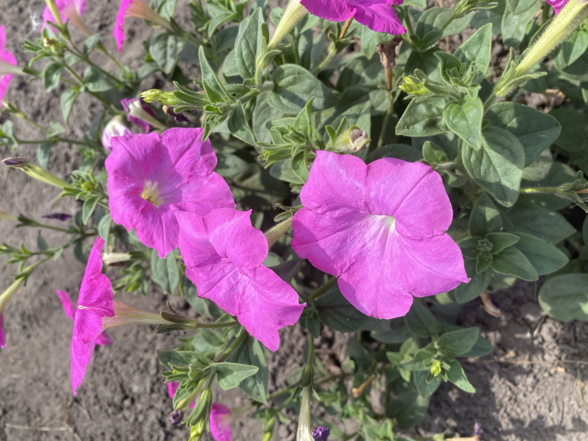 A close-up, eye-level shot captures a cluster of vibrant magenta petunias growing in the dry, dusty soil of a garden in Ustyvytsia, Ukraine. The flowers, some fully open and others in bud, are the primary focus, their velvety petals catching the sunlight. The leaves are a deep green, slightly fuzzy, and interspersed with thin, wiry stems that support the blooms. The background is a blur of more greenery and the muted tones of the soil, indicating an outdoor setting. There are no people or animals present in the image.