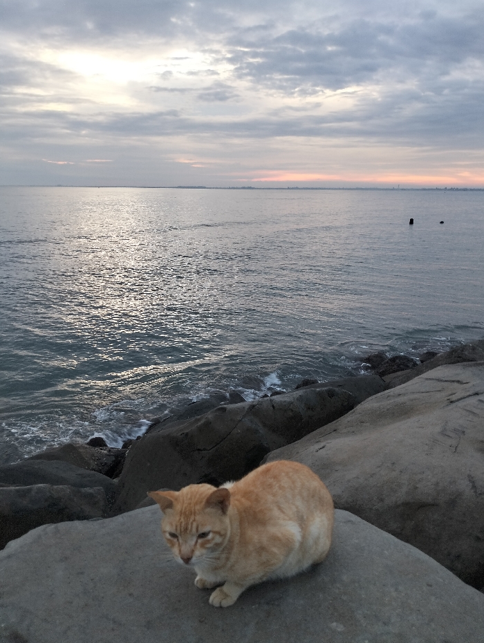 An orange tabby cat sits on a large rock near a shoreline. Gentle waves lap against the rocky coast. The water stretches to the horizon under a cloudy sky, with a hint of orange at the horizon, possibly indicating sunrise or sunset. The cat appears relaxed, its gaze directed slightly downward.