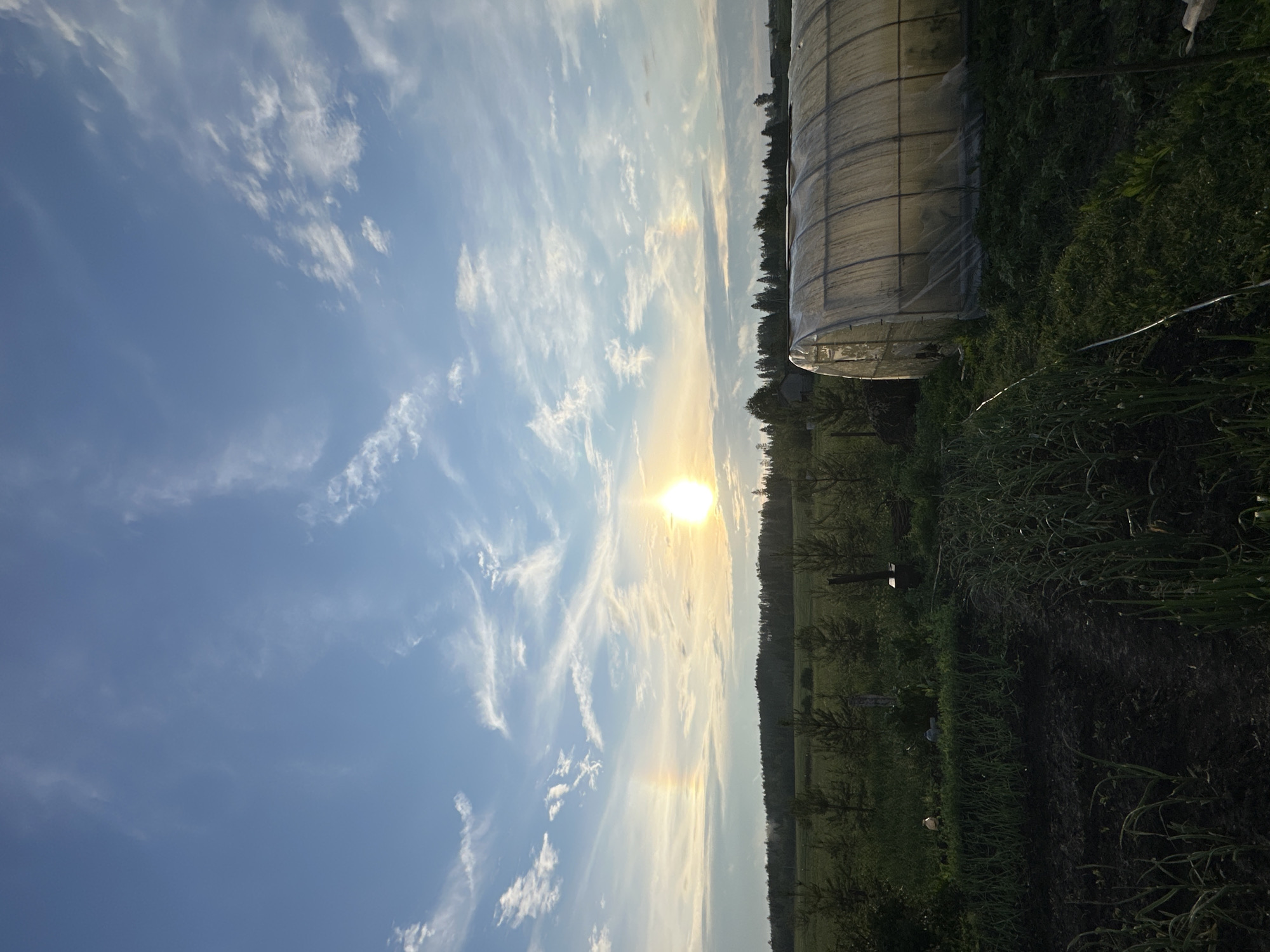 The image depicts a rural scene in the village of Sredneye Kechevo, Russia, under a bright, partly cloudy sky. The sun is visible as a strong, radiant orb towards the right of the frame, casting a warm glow and creating a halo effect. To the left of the sun, a faint rainbow-like arc, possibly a sun dog or a parhelic circle, is visible against the blue sky with scattered wispy white clouds.
In the foreground, a garden bed with dark soil and rows of young green plants, possibly onions or garlic, is visible. To the right, a large, translucent greenhouse with a curved roof dominates the middle ground. Beyond the garden and greenhouse, a flat, green field stretches towards a dense line of dark green trees forming a forest boundary. Several small evergreen saplings are scattered across the field. The overall impression is one of a peaceful, agricultural setting during daylight hours. There are no people or animals visible in the image.