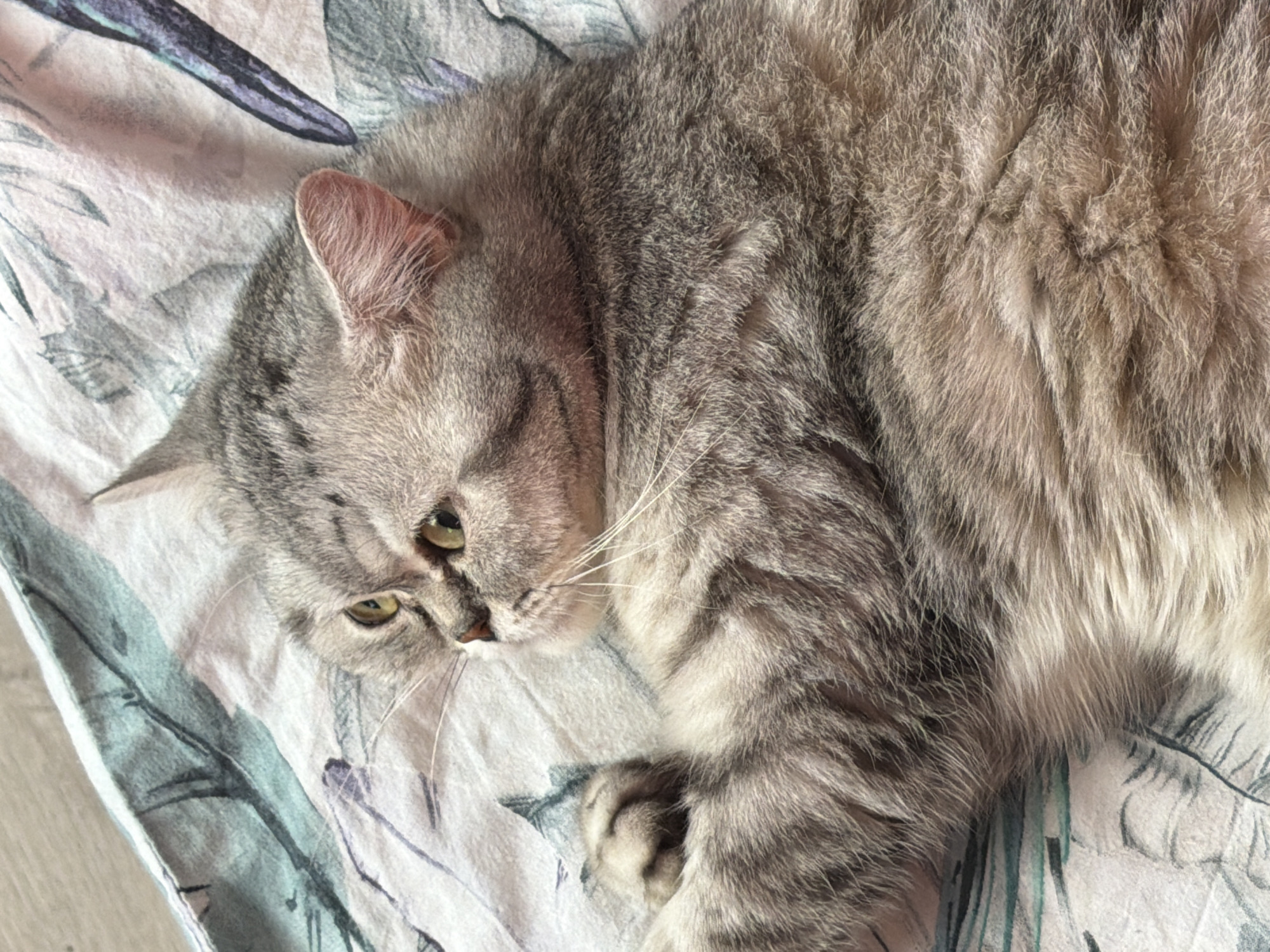 A silver tabby cat lies on a patterned sheet. The cat is mostly gray with lighter fur on its belly and chest. Its head is turned to the left, and it has green eyes. The sheet is white with a muted green and blue floral pattern. The cat's paw is visible, curled up near its face. The scene appears to be indoors. No information about Chaikovsky, Russia, is discernible from the image.