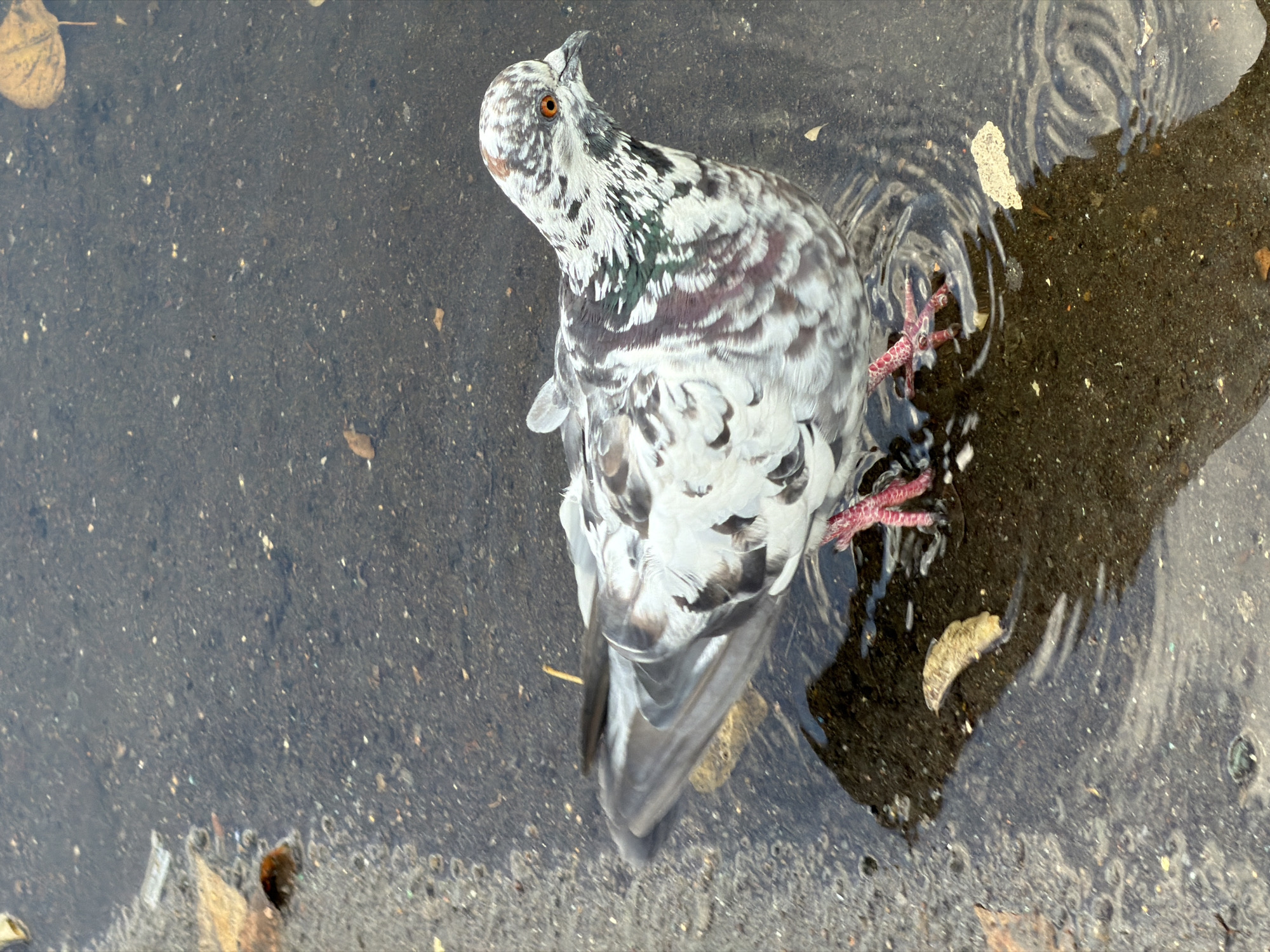 A single pigeon, predominantly white with patches of grey and brown, stands in a shallow puddle of water on an asphalt surface. The pigeon is facing to the right, with its orange eye clearly visible. Its feet are pink and partially submerged in the water, creating ripples around them. Small pebbles and fallen leaves are scattered on the asphalt, both in and out of the puddle. The lighting suggests an outdoor, possibly overcast, environment. The scene appears to be located on a street or public area in Pavlodar, Kazakhstan.