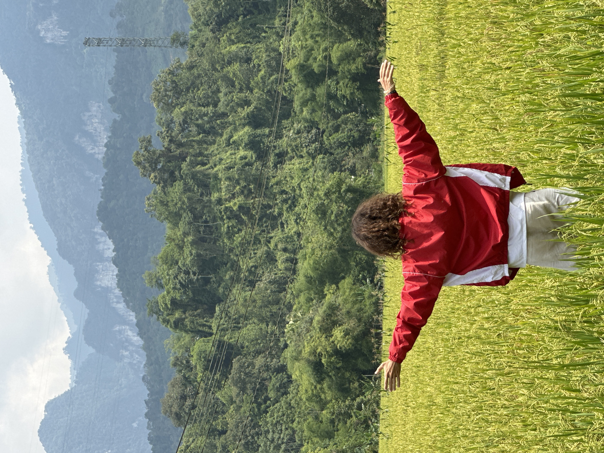 The image, taken in a portrait orientation, captures a person standing in a vibrant green and yellow field, likely a rice paddy, with their back to the viewer. The individual has curly, dark hair and is wearing a red and white windbreaker jacket over light-colored pants. Both arms are outstretched, with hands open, suggesting a gesture of embracing the surroundings or experiencing a moment of freedom.
The field, rich with maturing crops, dominates the foreground and extends towards the right of the frame. Beyond the field, the midground features a dense expanse of lush green trees covering a series of rolling hills and mountains. Several power lines are visible, stretching horizontally across this forested landscape, with a large metal power pylon positioned on one of the hills. In the background, additional layers of mountains appear progressively lighter and hazier, fading into a pale blue hue, possibly due to atmospheric conditions or distant clouds. The sky, visible in the upper left corner, is bright and clear.
The scene is set during the daytime, likely in the late morning or early afternoon, characterized by bright, natural illumination that casts minimal shadows. The weather appears pleasant, though the distant mountains are somewhat obscured by haze. The combination of rice fields and mountainous terrain, along with the visible power infrastructure, strongly indicates a rural, natural setting, consistent with Ngọc Đường Commune, Vietnam. The person's posture conveys a sense of joy or appreciation for the expansive natural environment. There is no visible text in the image.