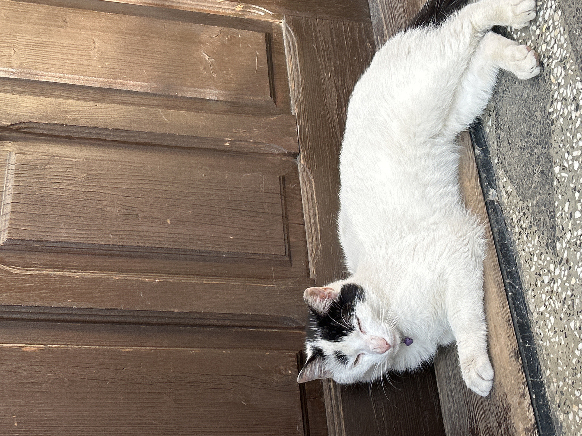 A white and black cat lies diagonally across a brown wooden door and a gray tiled floor. The cat appears to be sleeping or resting. A purple collar is visible. The location is Burgas, Bulgaria.