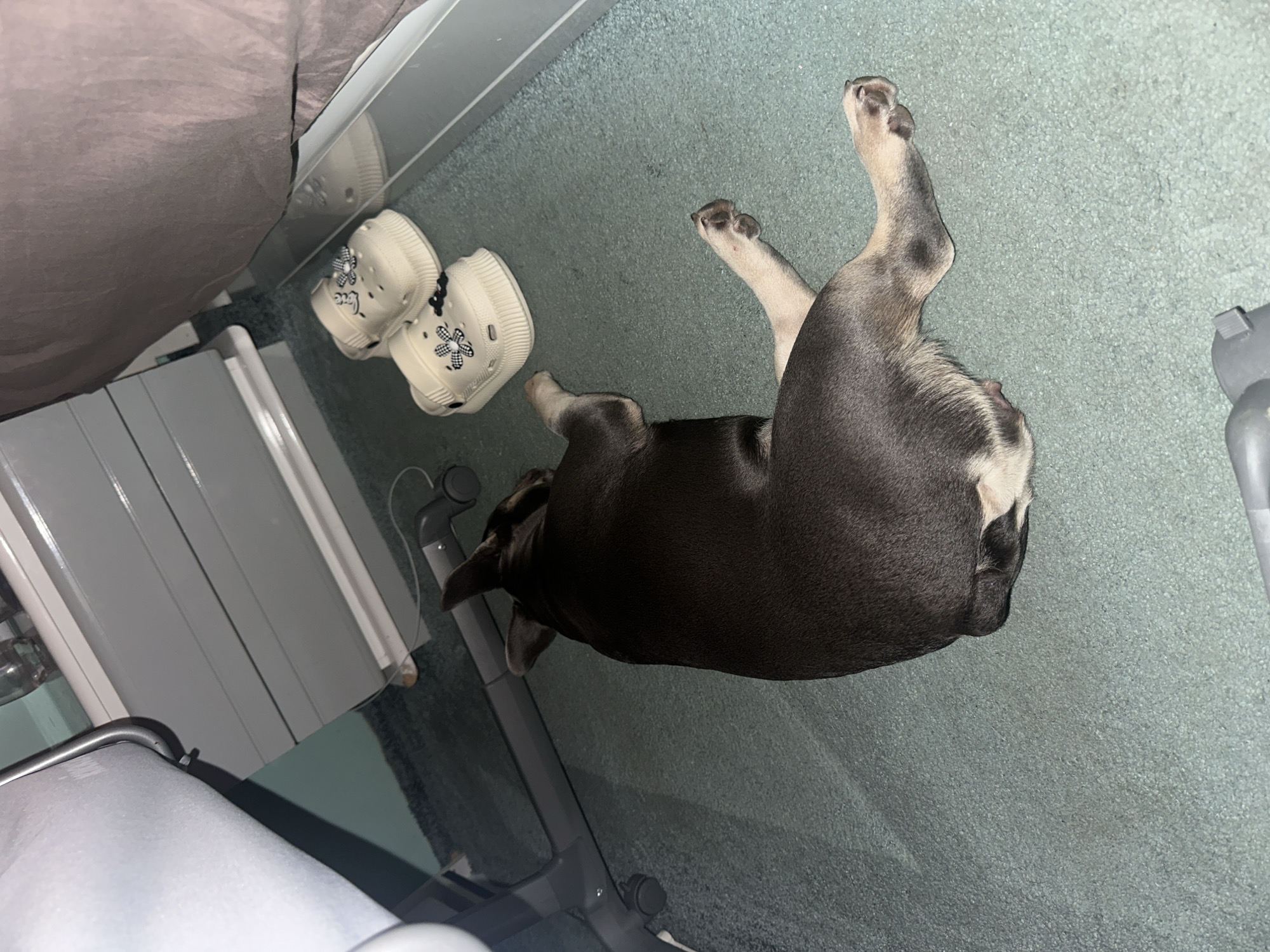 An overhead, slightly angled shot captures an indoor scene, likely a bedroom or living area, with a dog lying on its back on a light green carpet. The dog, appearing to be a French Bulldog or similar short-nosed breed, has dark grey or brindle fur with some lighter brown or tan markings on its belly and legs. Its paws are curled upwards, indicative of a relaxed or sleeping posture.
To the left of the dog, a pair of off-white or cream-colored shoes, resembling Crocs, are visible. These shoes are adorned with black and white checkered flower charms (Jibbitz) and the word "Love" written on their surface in black script.
In the upper left quadrant, a section of grey bedding or fabric is visible, possibly part of a bed. Adjacent to this, there's a white or light-colored piece of furniture, possibly a dresser or bedside table. Various grey metal structures, potentially part of furniture frames or equipment, are also present in the scene, particularly towards the bottom and right edges of the frame. The carpet features a subtle speckled texture. The lighting appears somewhat dim, suggesting either a low-light environment or artificial illumination. The overall impression is one of a peaceful, domestic setting.