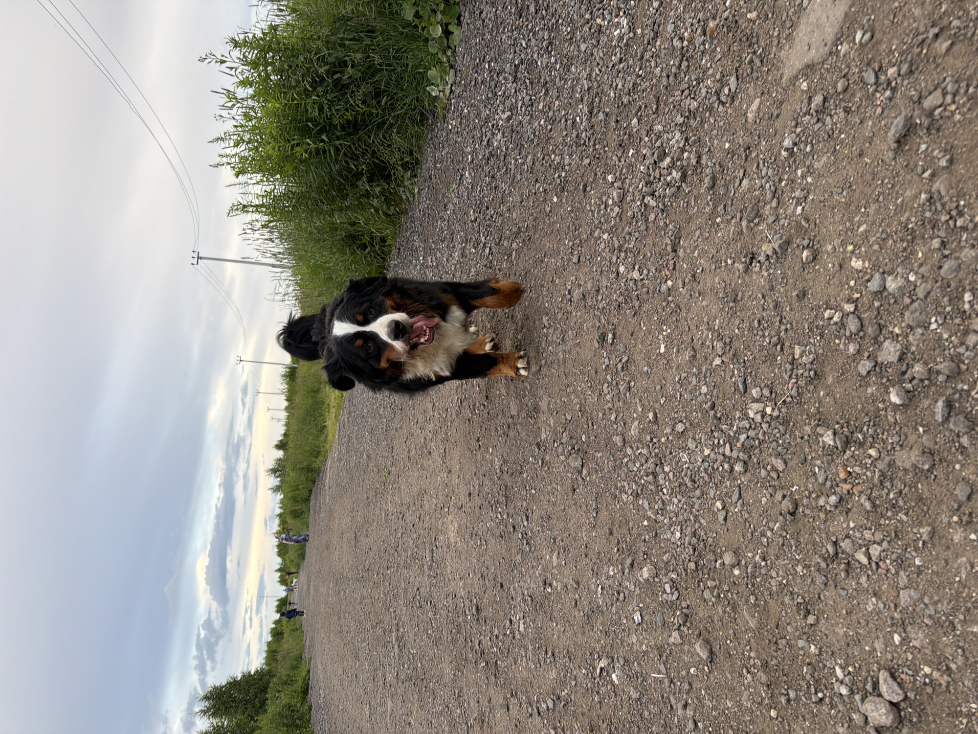 A Bernese Mountain Dog runs towards the camera on a gravel path. The dog is black, white, and brown with its tongue hanging out and a happy expression. To the left of the path, tall green grass and plants line the edge. In the background, there are power lines and poles, suggesting a rural or semi-rural setting. The sky is cloudy, with hints of blue and white. The overall scene appears to be outdoors during the daytime. The image is vertically oriented.