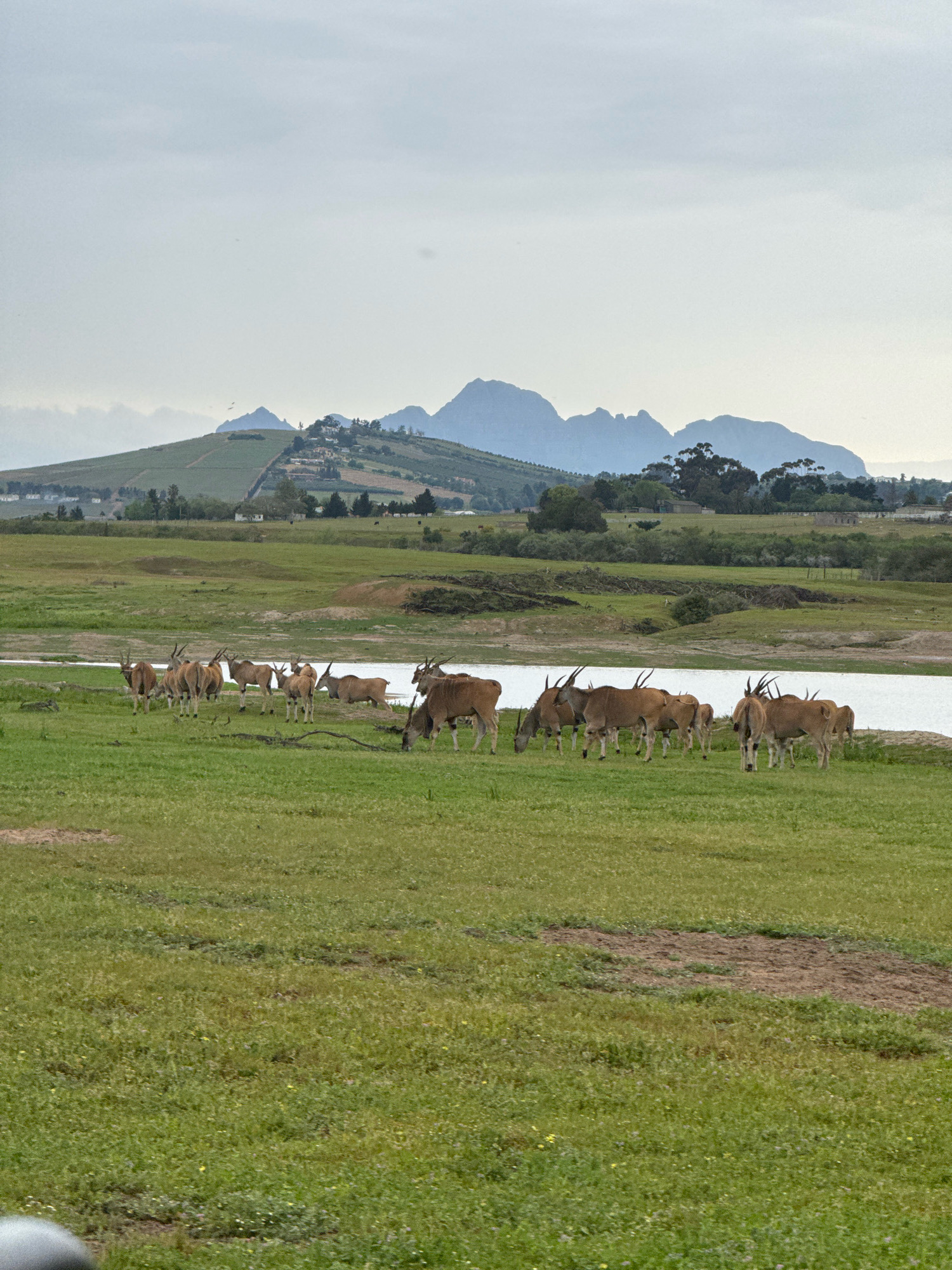 In Stellenbosch Nu, South Africa, a herd of approximately fifteen eland, characterized by their tan coats and spiraling horns, graze in a lush green field. The animals are distributed across the foreground and midground of the image. Some eland are actively feeding on the grass, while others stand alert, looking towards the left. A body of water, likely a lake or river, is visible in the midground, forming a stark contrast with the green of the field. In the background, rolling hills covered in vegetation and scattered trees are silhouetted against a hazy sky. Further in the distance, prominent mountains with rugged peaks dominate the horizon, their forms softened by the atmospheric conditions. The overall scene depicts a serene natural landscape, typical of the Stellenbosch region, with wildlife integrated into its environment.