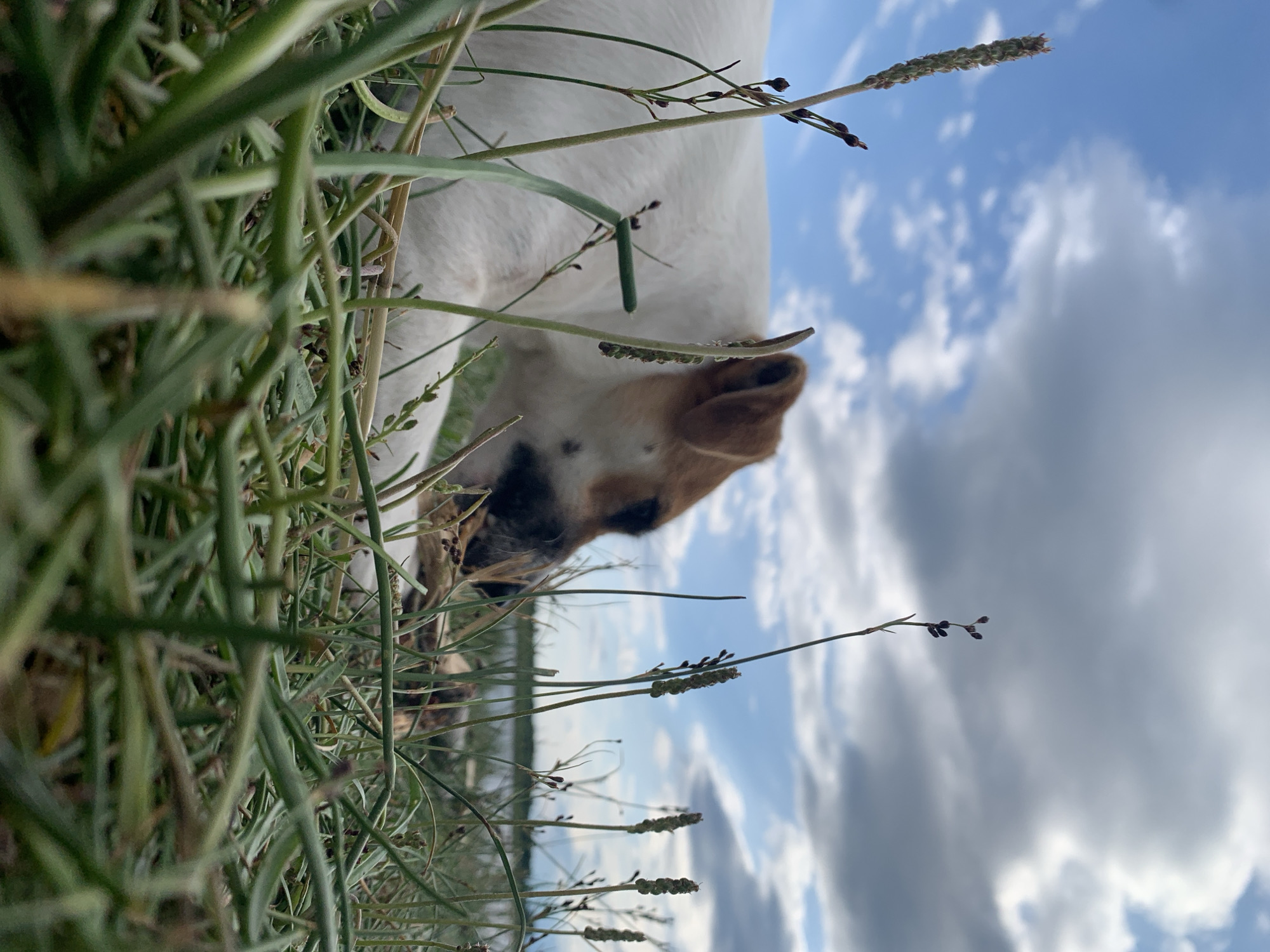 A low-angle, close-up shot captures a Jack Russell Terrier lying in tall green grass, with a portion of its white and brown body visible. The dog appears to be chewing on a stick or piece of wood. In the background, the sky is a mix of blue with scattered white and gray clouds, suggesting overcast weather. A body of water, likely a lake or bay, is visible in the distance, with a thin line of trees or vegetation along its edge. The scene is set outdoors, possibly in a natural area near Severodvinsk, Russia, indicated by the presence of water and vegetation typical of the region.