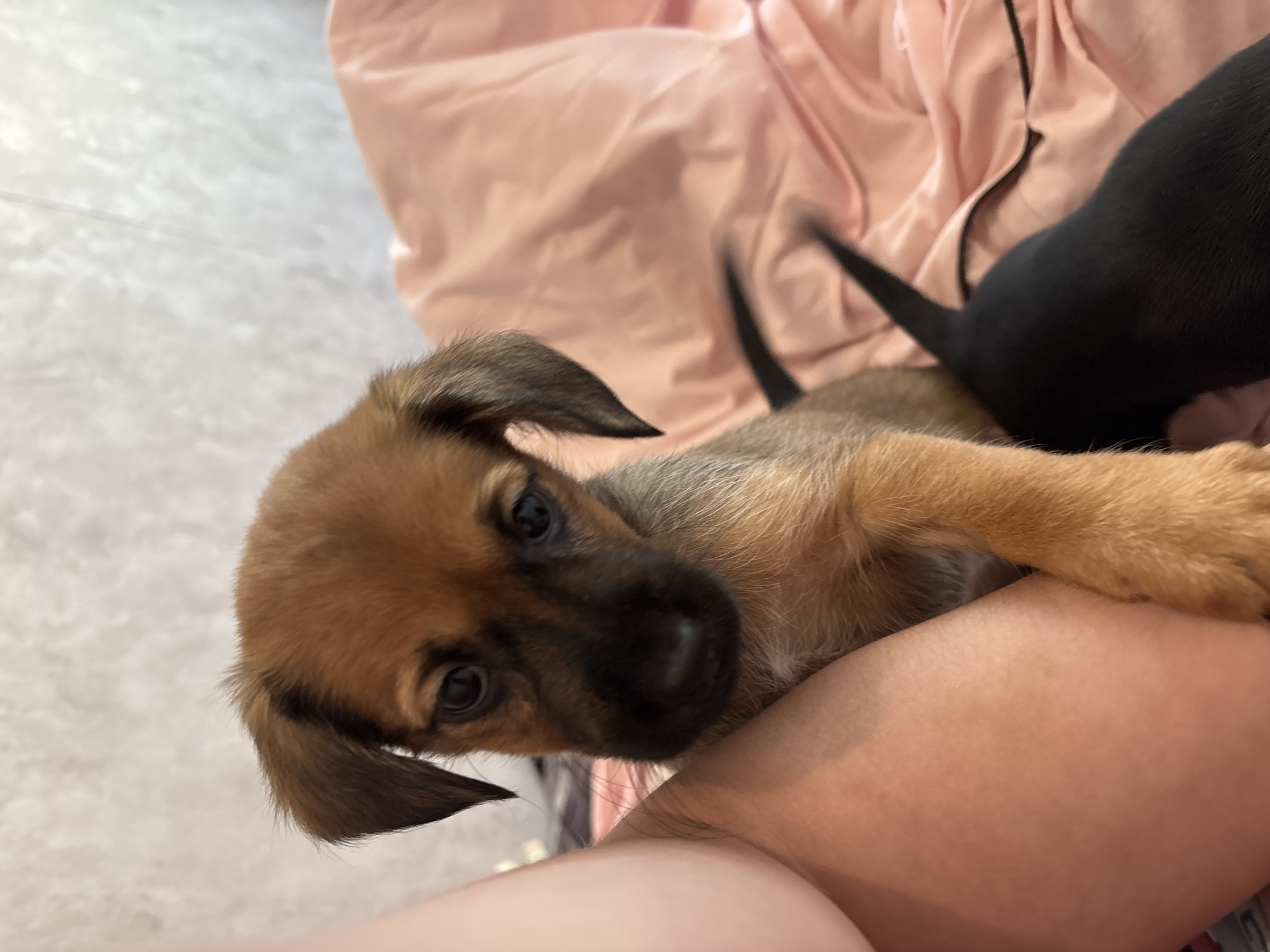 A close-up shot shows a small brown puppy with floppy ears lying on a person's lap, with another black puppy partially visible in the background. The person is wearing light pink clothing. The background is a light grey tiled floor. The location and city are unknown.