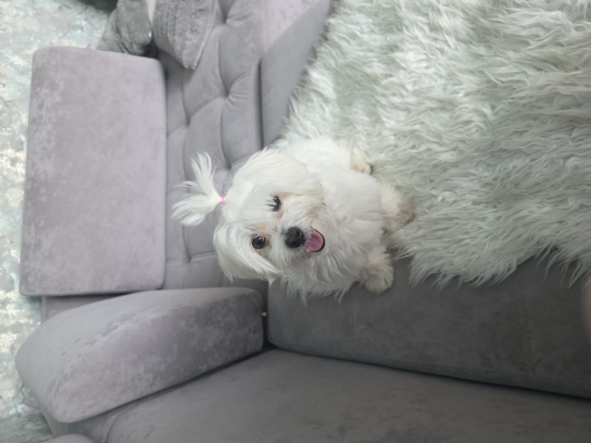 A small, white Maltese dog is lying on a fluffy white rug next to a grey couch. The dog has its tongue out and its eyes are open. A pink hair tie is visible on the dog's head. The couch appears to be tufted. The background shows a tiled floor. The scene is indoors, likely in a living room. The lighting suggests it is daytime. The overall mood is relaxed and cheerful. No text is visible in the image. The location context is Novocheboksarsk, Russia.
