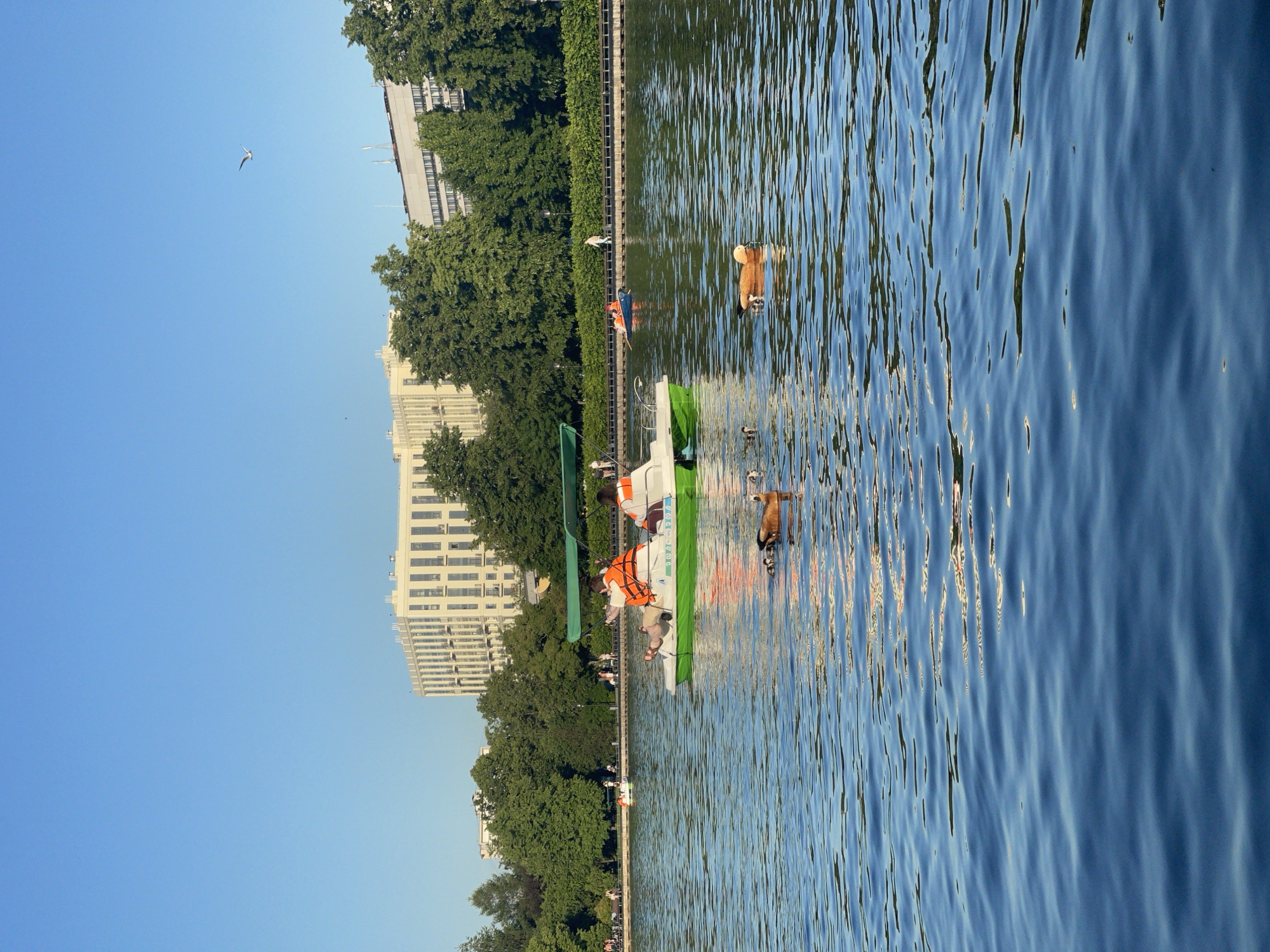 This image depicts a sunny, outdoor recreational scene on a body of water, likely a large pond or lake, within a city park in the city of Unknown, Unknown.
In the foreground and midground, the water surface is predominantly blue with visible ripples reflecting sunlight. A light-colored pedal boat with a green stripe and a green canopy is positioned slightly left of the center. Two individuals in the pedal boat are wearing bright orange life vests; the person on the left is seated facing forward with arms extended, while the person on the right is also seated facing forward. Near the front of the pedal boat, two small, dark-colored ducklings are visible in the water. Further to the right, a larger duck with orange-brown plumage and a lighter head swims, accompanied by at least one other less distinct bird.
Along the far bank of the water body, a paved path is visible, populated by several pedestrians. A low, dark barrier or railing separates the path from the water. Behind the path, a dense line of lush green trees and shrubs forms a natural barrier. In the background, beyond the trees, several multi-story buildings are visible under a clear, light blue sky. A prominent light-colored building with numerous rectangular windows and balconies stands out on the left. Another building, appearing darker, is partially obscured by trees on the right. A single white bird is in flight in the upper right quadrant of the sky. The scene is illuminated by bright daylight.