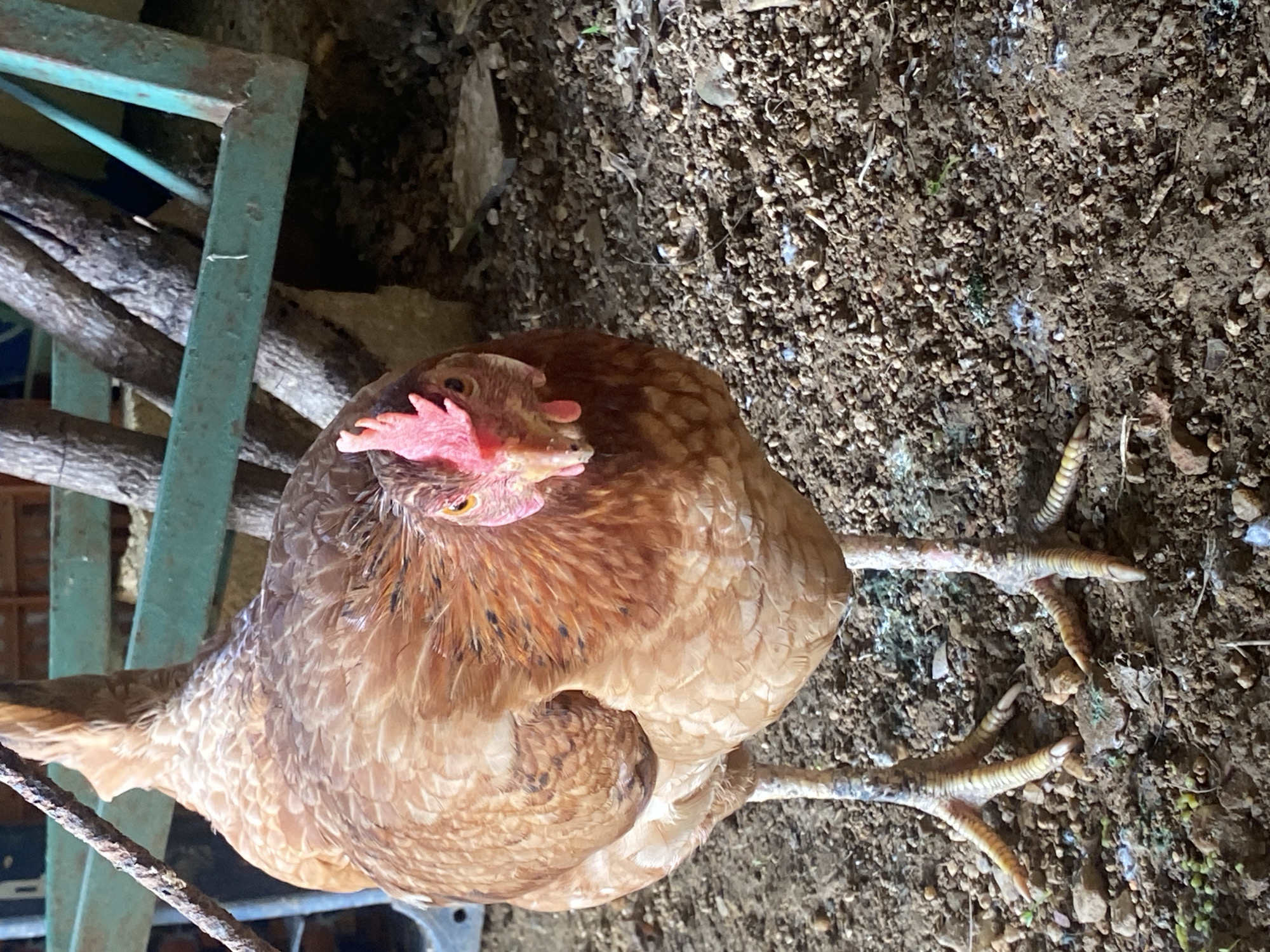 A close-up image of a brown hen taken outdoors in Tinaquillo, Venezuela. The hen is standing on dirt and small stones, and part of a green metal structure and some branches are visible on the left side of the frame. The hen's red comb is clearly visible.