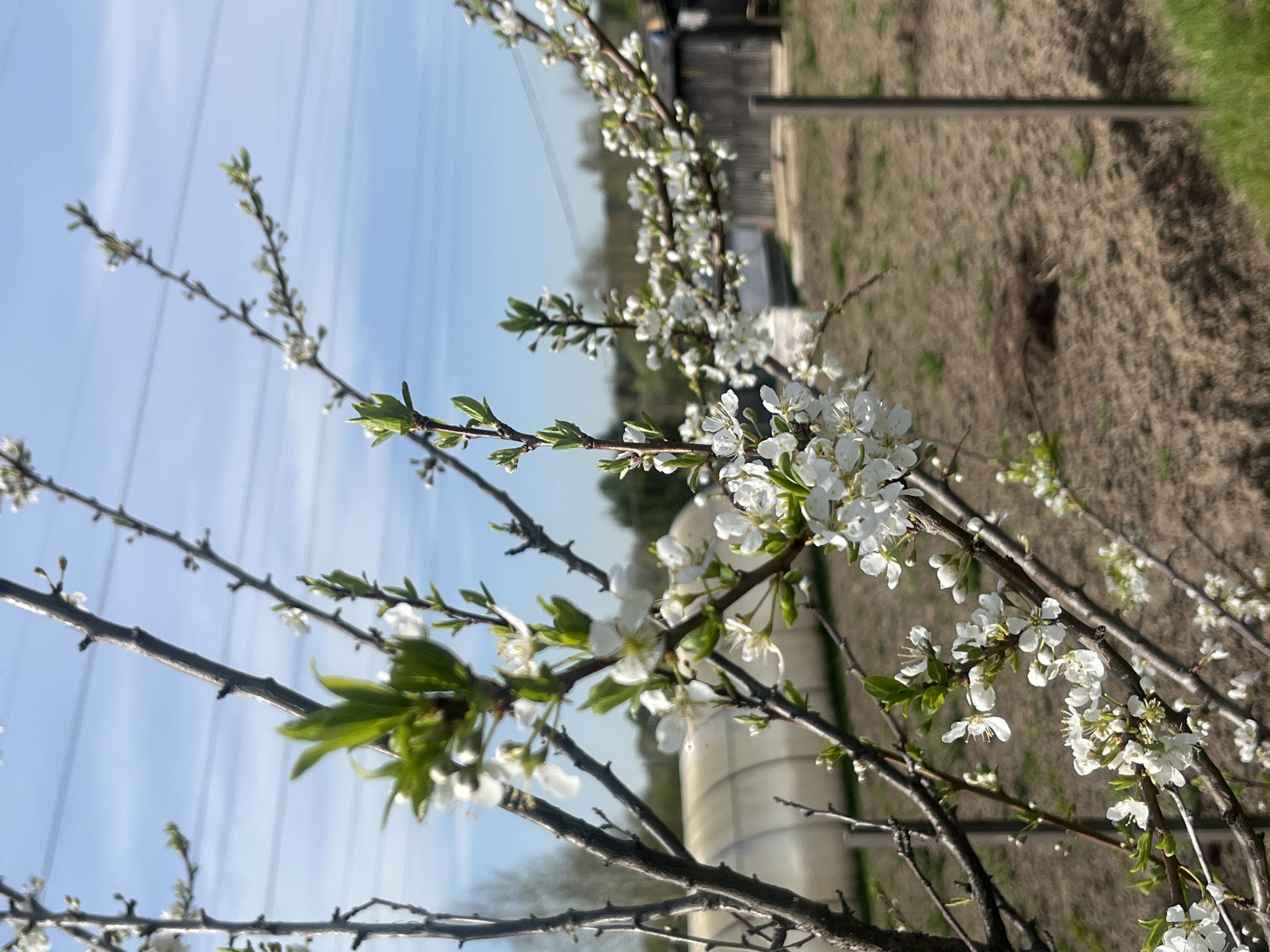 The image shows blooming branches of a tree with white flowers against a partly cloudy sky. The branches are brown and bare, with some emerging green leaves. Behind the branches, there's a blurred background that appears to include a field or uncultivated land, a building, and power lines against the sky. Given the context requested, and without any additional information, it is not possible to verify the location with certainty but, due to this absence, there is nothing which would prevent the inference the location is Nizhny Tagil, Russia.