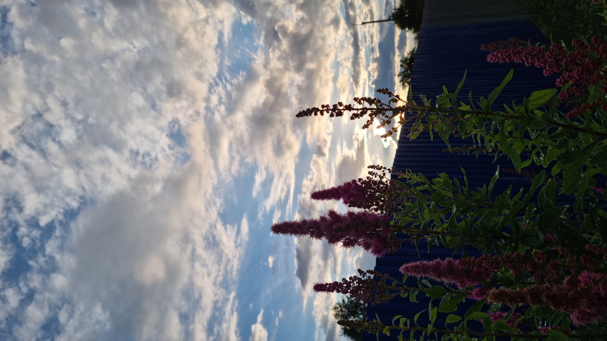 The image depicts a natural scene with several tall, slender plants featuring clusters of small, pink-purple flowers. These plants are positioned in the foreground, with some appearing to be covered in water droplets, suggesting recent rain or dew. Behind the plants, a dark blue corrugated metal fence runs horizontally across the frame. In the distance, silhouetted trees are visible against a sky filled with dramatic clouds. The sky displays a mix of blue and grey, with patches of sunlight breaking through, indicating either sunrise or sunset. The overall lighting suggests a soft, diffused natural light. The scene appears to be outdoors, likely in a backyard or garden setting in the city of Vysokoe, Russia. There are no people or animals visible in the image.