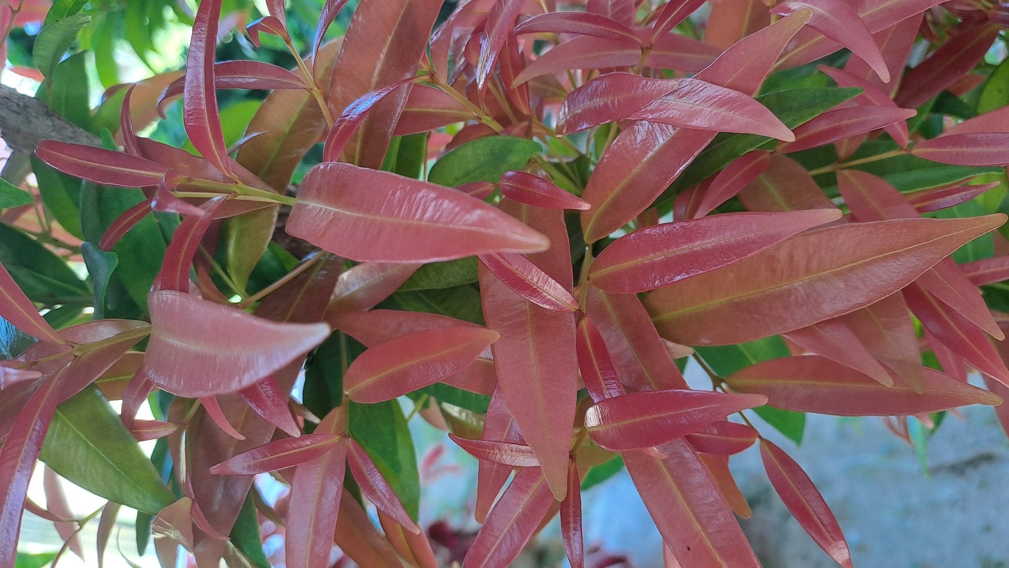 This is a close-up, eye-level shot of a plant with vibrant red-tinged leaves, set against a blurred background. The leaves are elongated and pointed, with some showing hints of green underneath the dominant red hue. The lighting suggests it is daytime, with a soft, natural light illuminating the foliage. The background includes glimpses of green leaves and a textured, possibly tree-like structure on the right side. The bottom left of the image shows a blurred area of light blue and grey, possibly indicating a walkway or pavement. The context provided places this scene in the city of Payameuneng, Indonesia, implying an outdoor setting in a natural or cultivated area within the city.