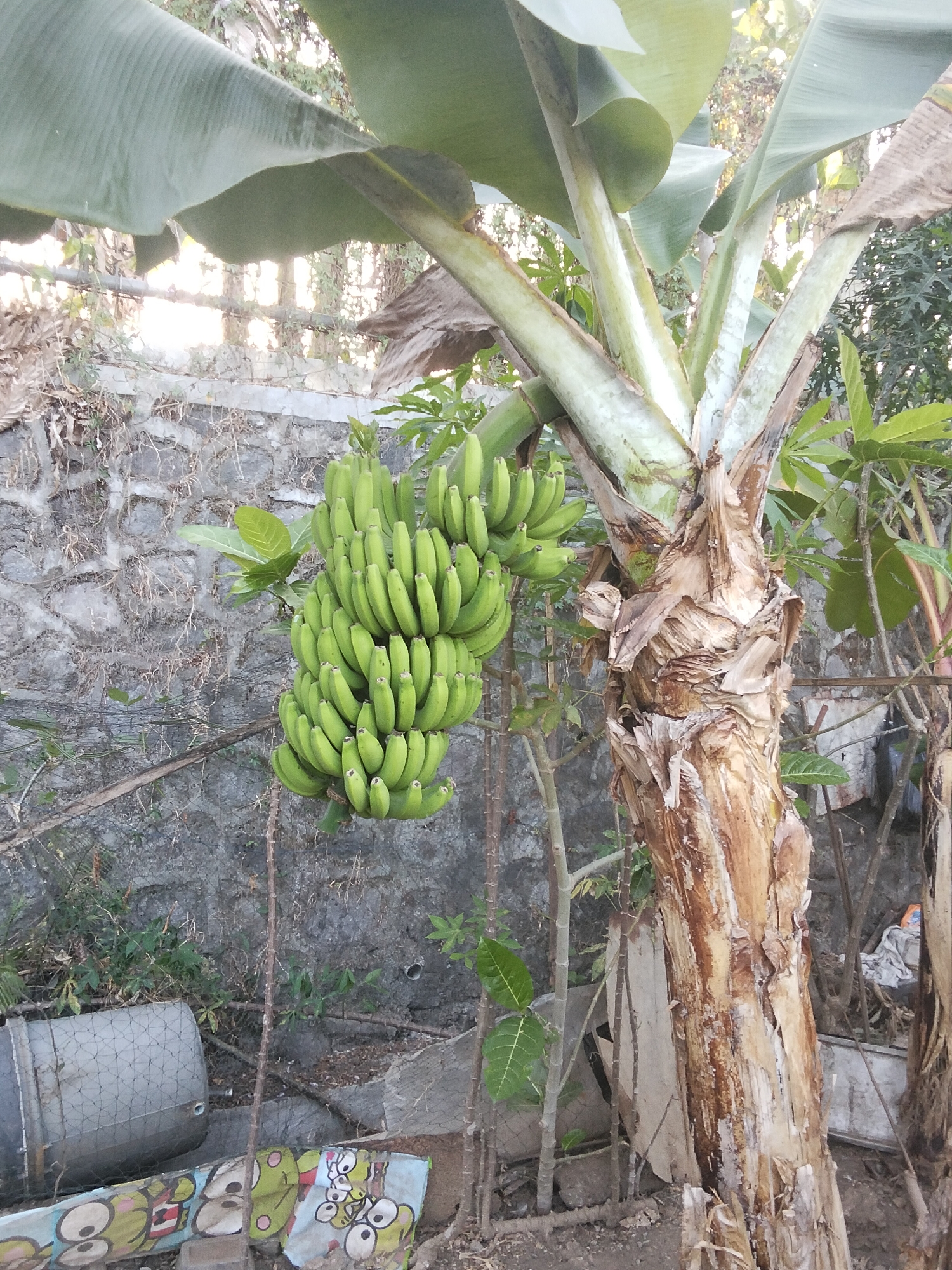 A bunch of green bananas hangs from a banana tree in front of a stone wall. The tree trunk is thick and rough, with layers of dried bark. Large green banana leaves fan out from the top of the tree. In the background, there is a wire fence and various plants and debris. To the left, a large gray cylindrical object covered in wire mesh is visible. Further to the right, some colorful graffiti on a flat surface can be seen. The scene appears to be outdoors in a somewhat unkempt yard or garden.