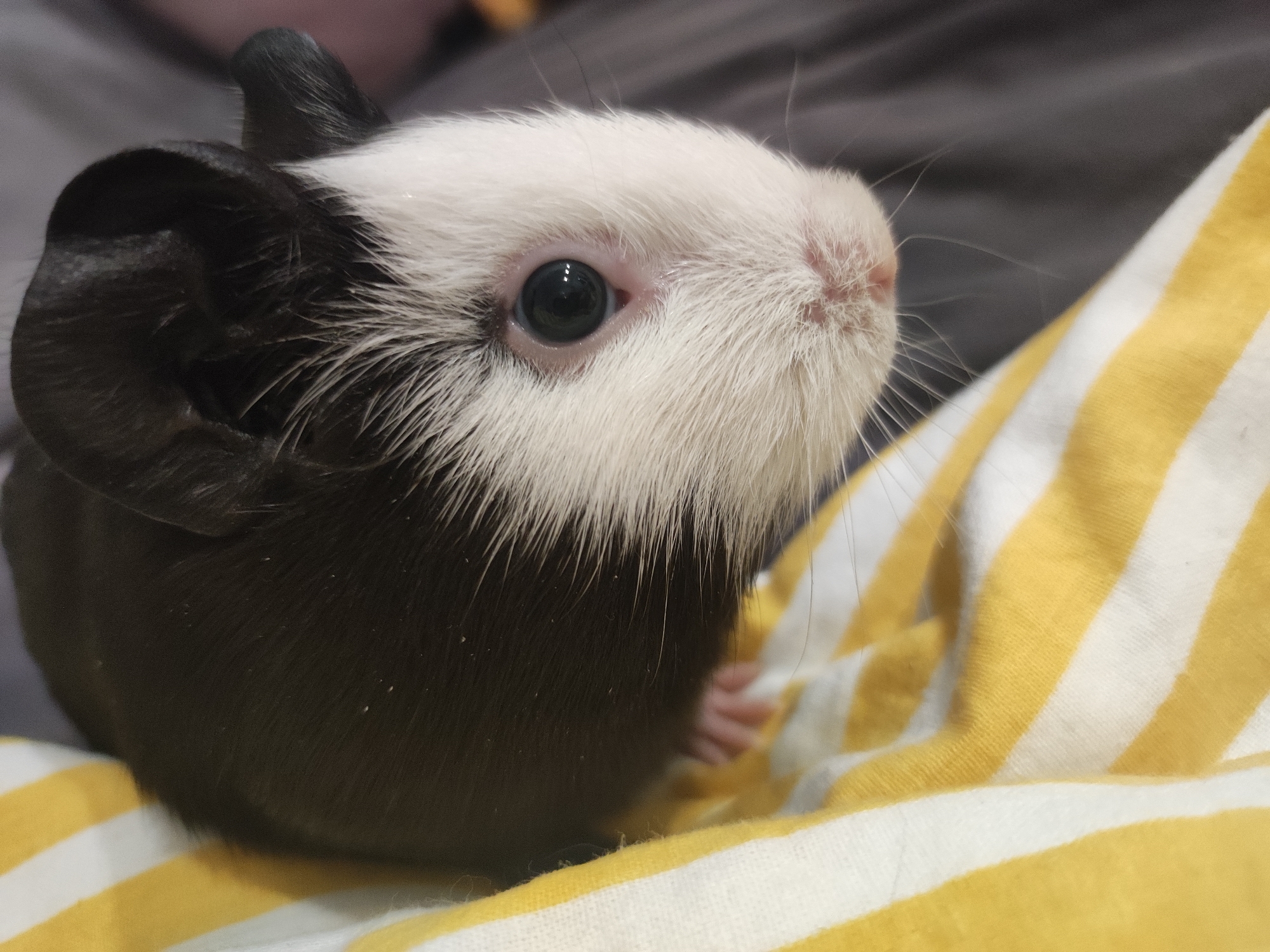 A close-up shows a black and white guinea pig sitting on a yellow and white striped fabric. The guinea pig has a black left ear and a white face. Its eye is black and shiny. The guinea pig's whiskers are visible, and its nose is pink. The background is a blurry gray. There is no indication of this photo being taken in Votkinsk, Russia.