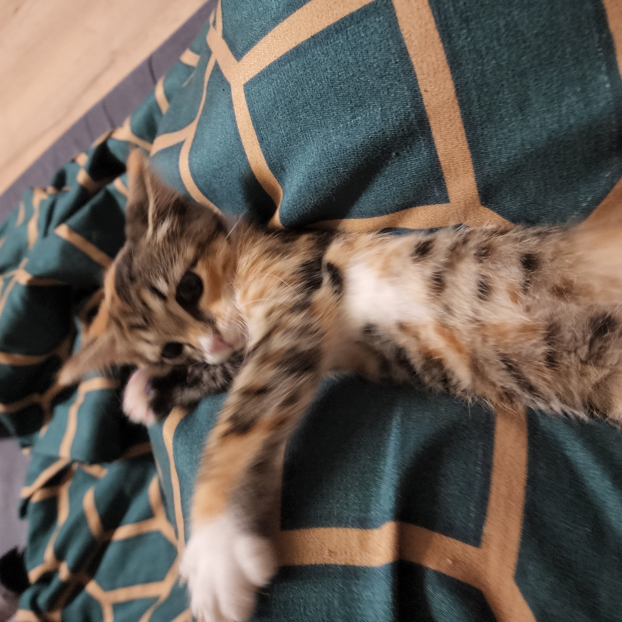 The image shows a kitten lying on a blanket with a geometric pattern. The kitten is in the foreground, with its body angled towards the viewer. It has striped fur in shades of brown, black, and orange, with white paws. The blanket is dark green with a pattern of light brown or beige lines. The background is out of focus and appears to be a wooden surface. There is no indication of the location being Moscow, Russia, or any specific city. The scene appears to be indoors, possibly on a bed or couch. The kitten is not interacting with anyone or anything specific, and there are no other subjects present. The lighting is soft and appears to be natural light.