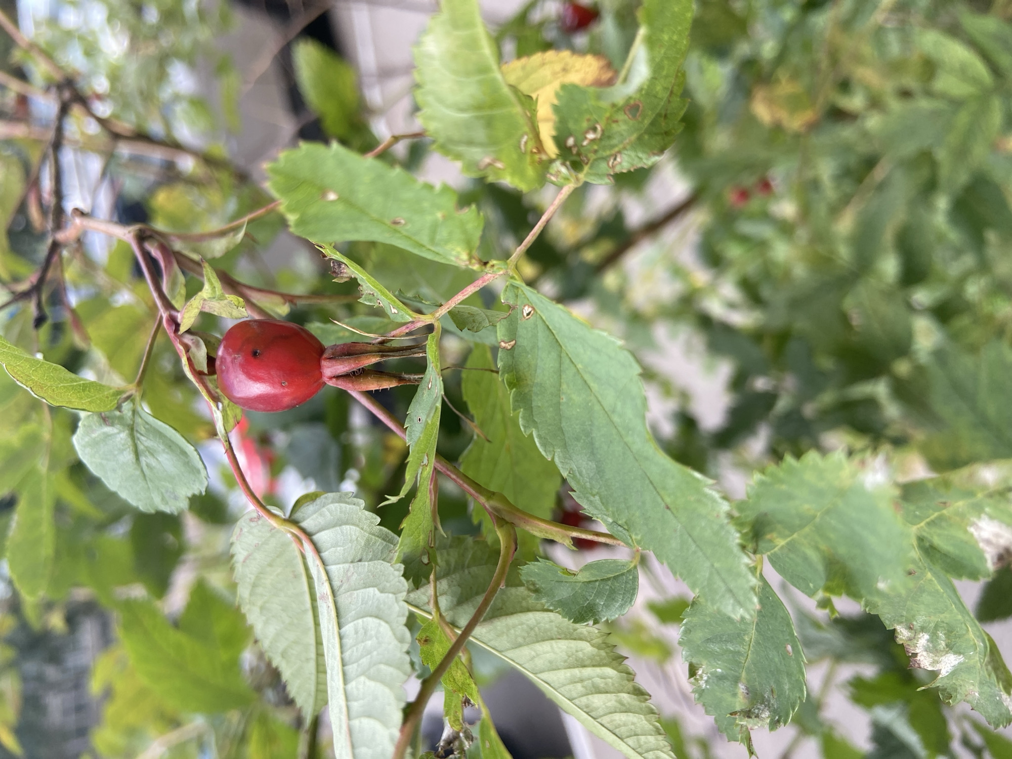 A close-up shot focuses on a single, ripe, red rosehip hanging from a thorny branch, surrounded by a cluster of green, serrated leaves. The rosehip is a deep red color and has a slightly glossy texture, with remnants of its sepals still attached at its base. Some of the leaves show signs of damage, with small holes and white powdery spots, possibly indicating a fungal infection or insect activity. The background is blurred, revealing more green foliage and hints of a building or structure, suggesting an outdoor urban environment. The lighting is natural, creating soft shadows and highlighting the vibrant red of the rosehip against the lush green of the plant. The scene appears to be in Balashikha, Russia, a suburban city known for its parks and natural areas, where such plants are common.