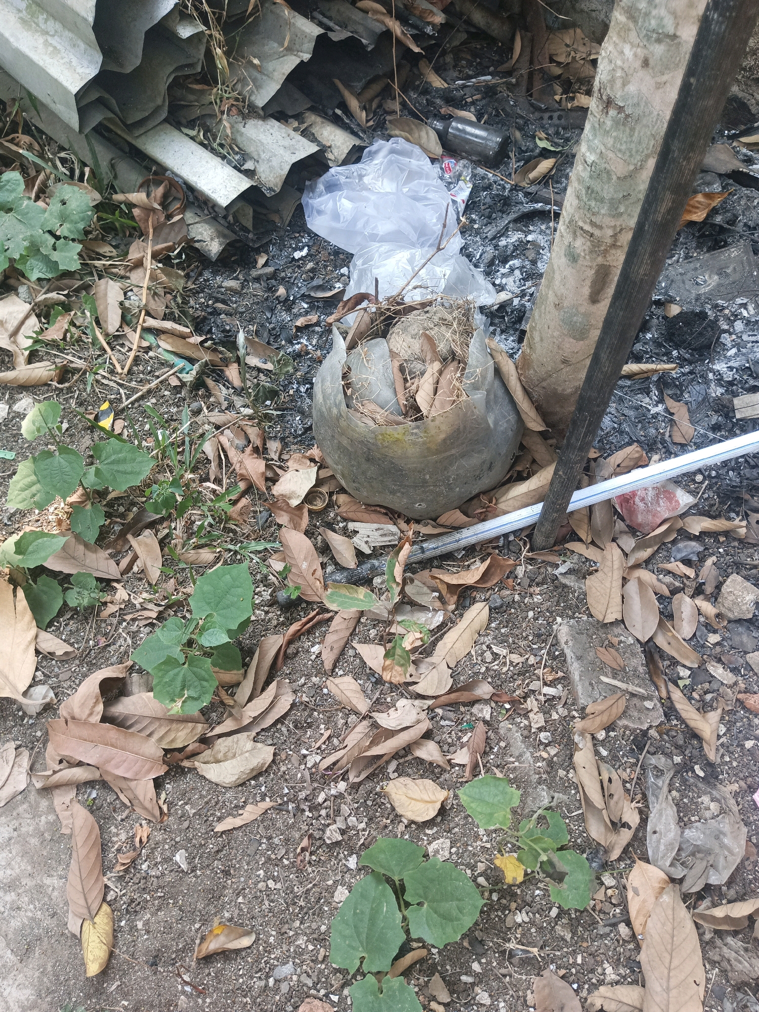 The image depicts a ground-level view of a cluttered outdoor area. In the foreground, dry brown leaves and small green plants are scattered across a dirt and gravel surface. Some of the leaves are large and intact, while others are broken into smaller pieces. A few larger green leaves are visible, some showing signs of wilting.
Towards the center and right of the image, a cylindrical object, possibly a broken plant pot or container, is visible. It appears to be made of a gray material and is filled with dry plant matter and what looks like straw. Adjacent to this object is the rough bark of a tree trunk, partially obscuring a dark vertical wooden pole.
In the background, to the left, a pile of corrugated metal sheeting is stacked. Behind the cylindrical object and the tree, there is a patch of dark, burnt material, suggesting a recent fire. A crumpled clear plastic bag is also present, along with other indiscernible debris. A thin white and blue striped pipe or rod lies on the ground near the base of the tree.
The scene appears to be an unkempt area, possibly a yard or vacant lot, characterized by a mix of natural debris and discarded man-made items. The overall impression is one of neglect and disarray. The location is identified as South Tangerang, Indonesia.