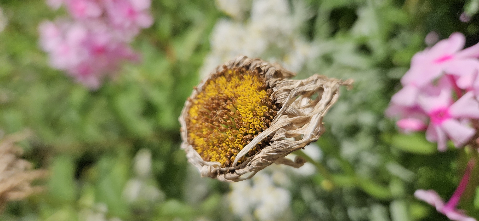 The image is a close-up, vertical shot of a dying flower with a brown and yellow center. The flower's petals have withered and curled, creating a dry, papery texture. The background is a blur of green foliage and out-of-focus pink and white flowers, suggesting an outdoor garden setting. No specific location in Vitsebsk, Belarus, can be determined from the image. There are no people or discernible actions depicted.