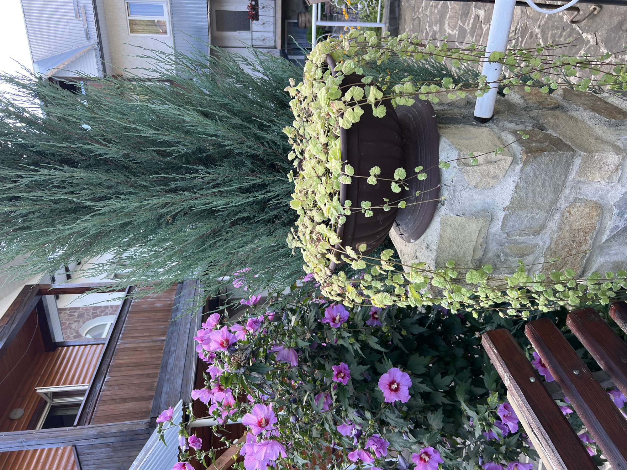 This is a medium shot of a residential outdoor space in Yaremche, Ukraine, featuring a wooden balcony, flowering plants, and a decorative planter. In the foreground, a wooden bench with dark brown slats is partially visible on the left. To the right of the bench, a bush with numerous large, vibrant pink hibiscus flowers and dark green foliage dominates the mid-ground. Behind the hibiscus, a tall, slender evergreen tree with dense, blue-green foliage stands prominently. A large, dark brown, wide-mouthed planter filled with a trailing plant with small, light green, heart-shaped leaves sits atop a stone pillar in the right-center of the frame. The stone pillar is constructed from irregularly shaped light brown and grey stones. A white pipe extends horizontally from the pillar to the right. In the background, a multi-story house with a brown wooden-paneled upper section and white siding is visible. Another building, also with white siding and a grey metal roof, is partially visible further back. The ground appears to be paved with flagstones.
