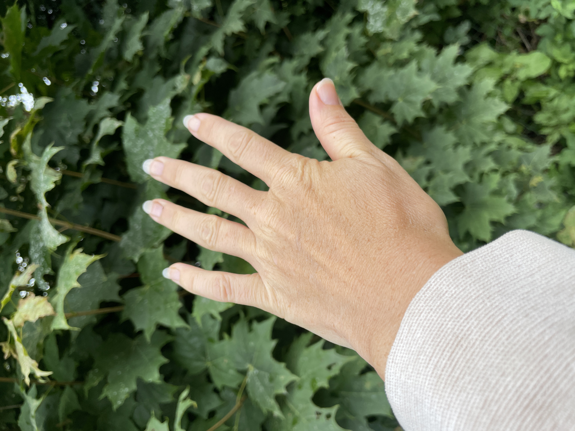 A person's left hand is held up in front of a dense, leafy green background. The hand is open, with fingers slightly spread, and is facing the viewer. The skin on the hand shows some texture and minor discoloration. The fingernails are neatly trimmed and appear to have a light polish. The person is wearing a light-colored, knitted garment on their wrist. The background consists of numerous green leaves, likely from a tree or shrub, with some appearing slightly damp. The lighting is overcast, creating a soft, diffused light. The location is identified as Строймаш Снт, Russia.