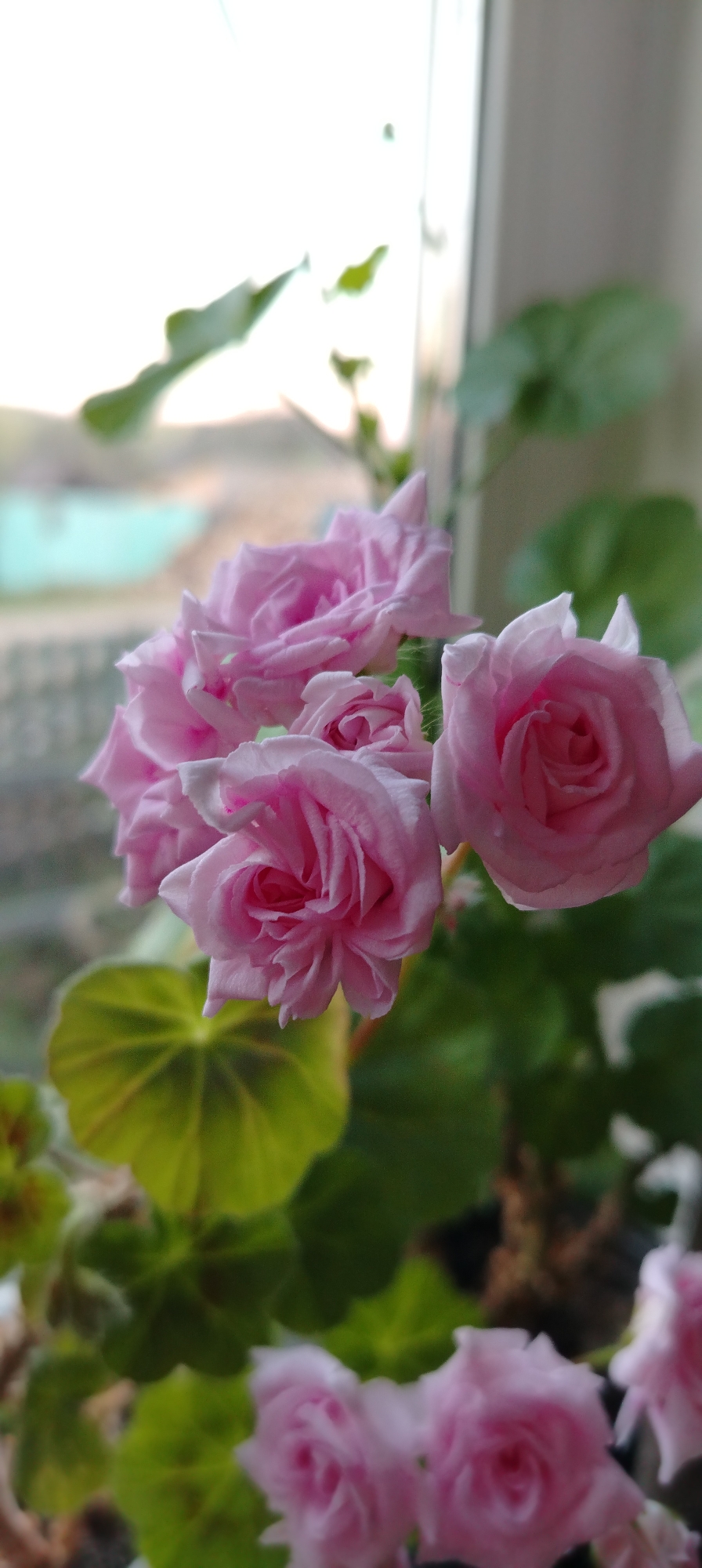 A close-up shot captures a cluster of pink roses in partial bloom, amidst green foliage. The scene is likely indoors near a window, as suggested by the diffused light and a glimpse of an indistinct outdoor view with a hint of a building and vegetation. The location in the city of Зипуново, Russia is based on metadata that is not visible in the image itself, but accompanies it. No people or actions are visible.