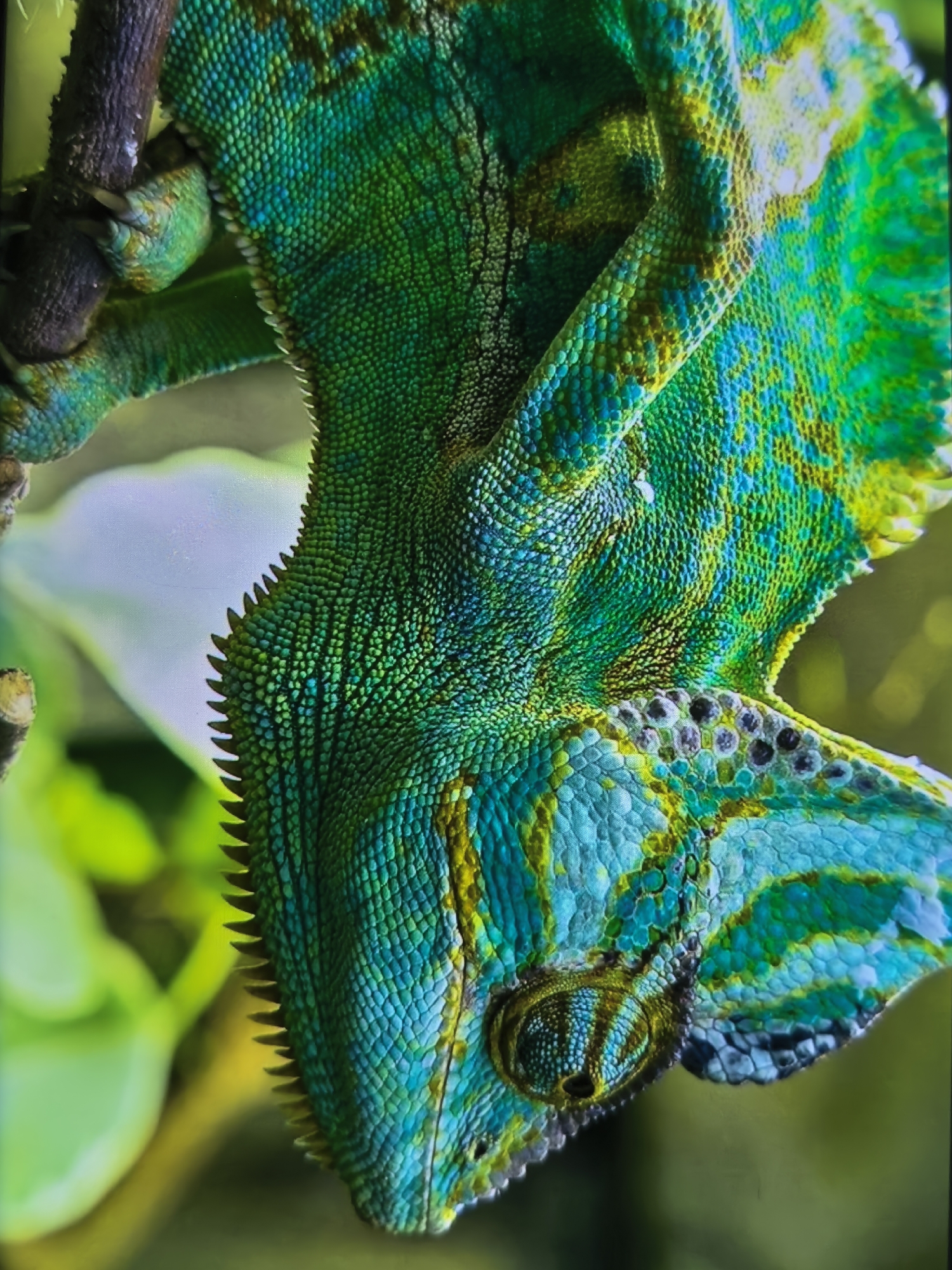 A close-up, vertical, medium shot shows the patterned scales of a veiled chameleon. The chameleon is green and blue with yellow accents and is clinging to a dark branch. Its eye is visible, and its body curves around the branch. The background is blurred green foliage.