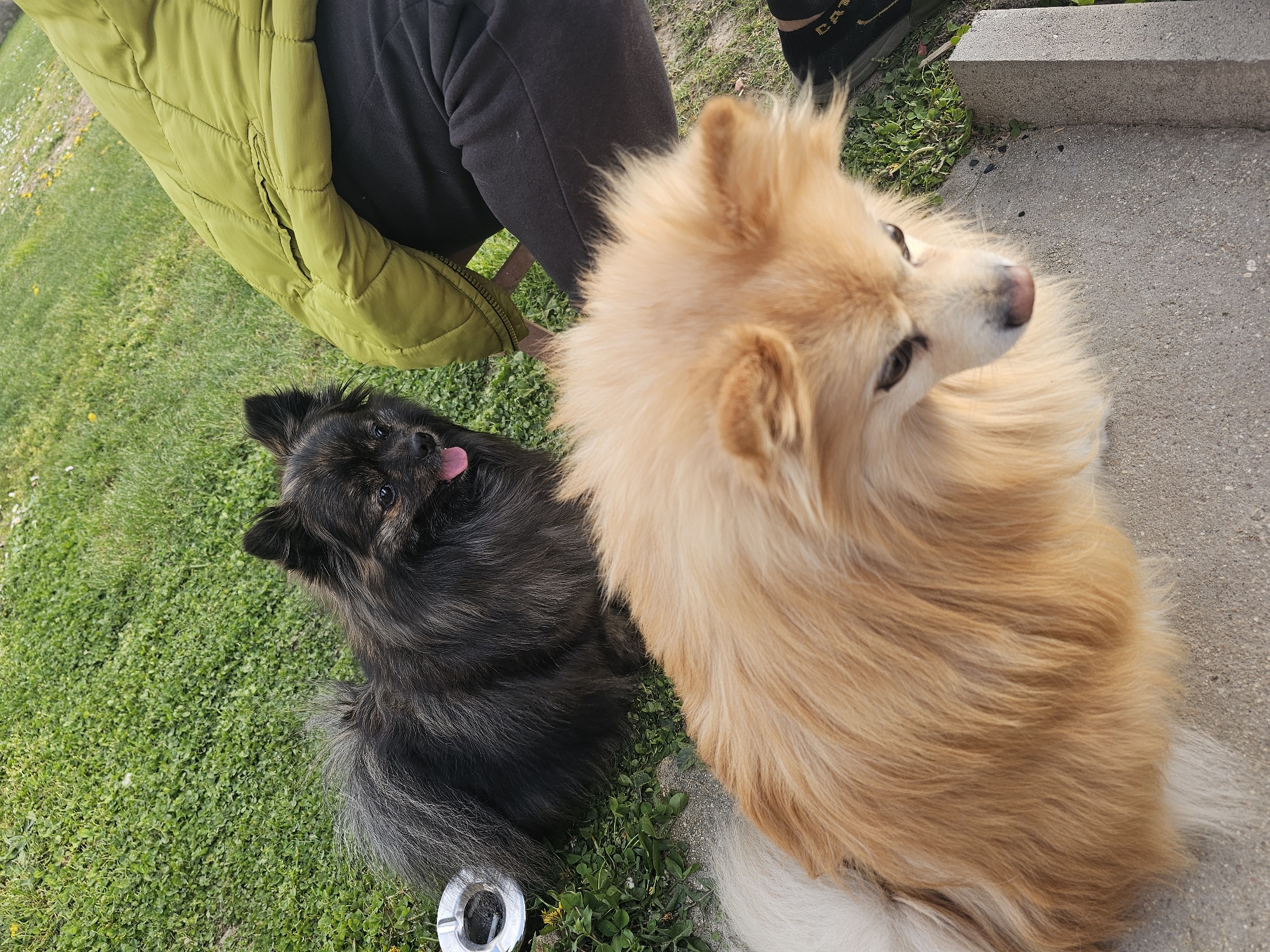 Two dogs, one black and one tan/gold, are sitting on the ground. The black dog is on grass, sticking its tongue out, and has a metal object next to it. The tan/gold dog is partially on grass and partially on a concrete surface. An individual wearing a green jacket and dark pants is visible in the background. Another individual's legs and footwear are visible next to the tan/gold dog on the concrete surface. The location is in a grassy area next to a concrete surface. There is no data to support the claim that this location is in Krasnovo, Bulgaria.