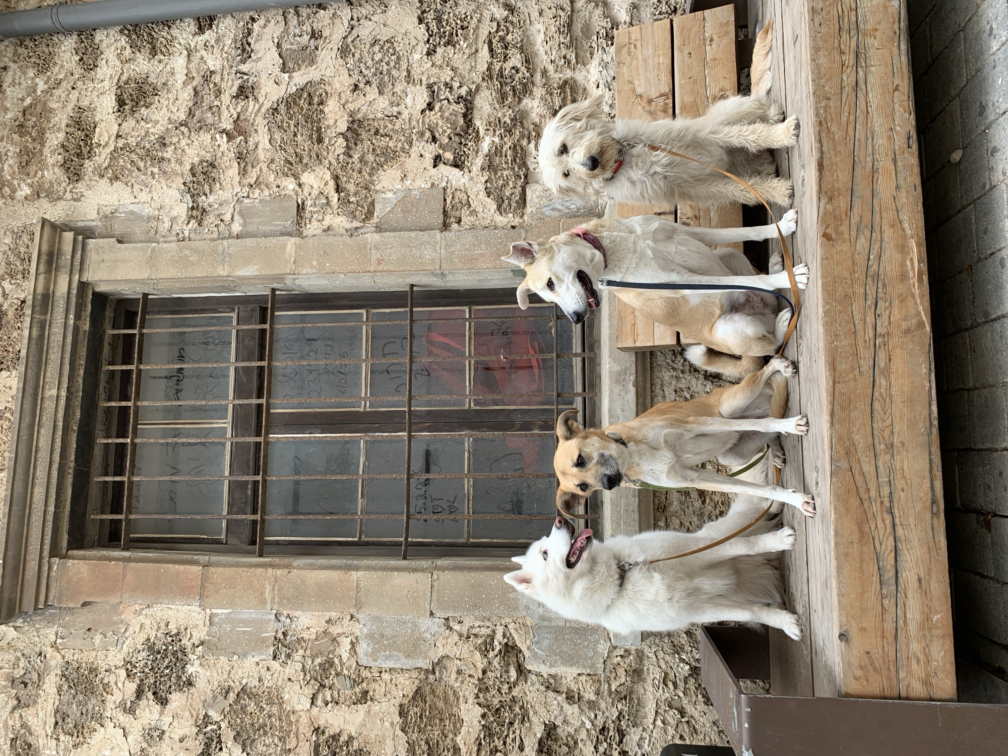 Four dogs of varying breeds and colors are positioned on a wooden bench outside a building. The building features a textured stone wall with a window encased in a stone frame. The window itself has metal bars and obscure writing on the glass. The location is in Tel Aviv, Israel.