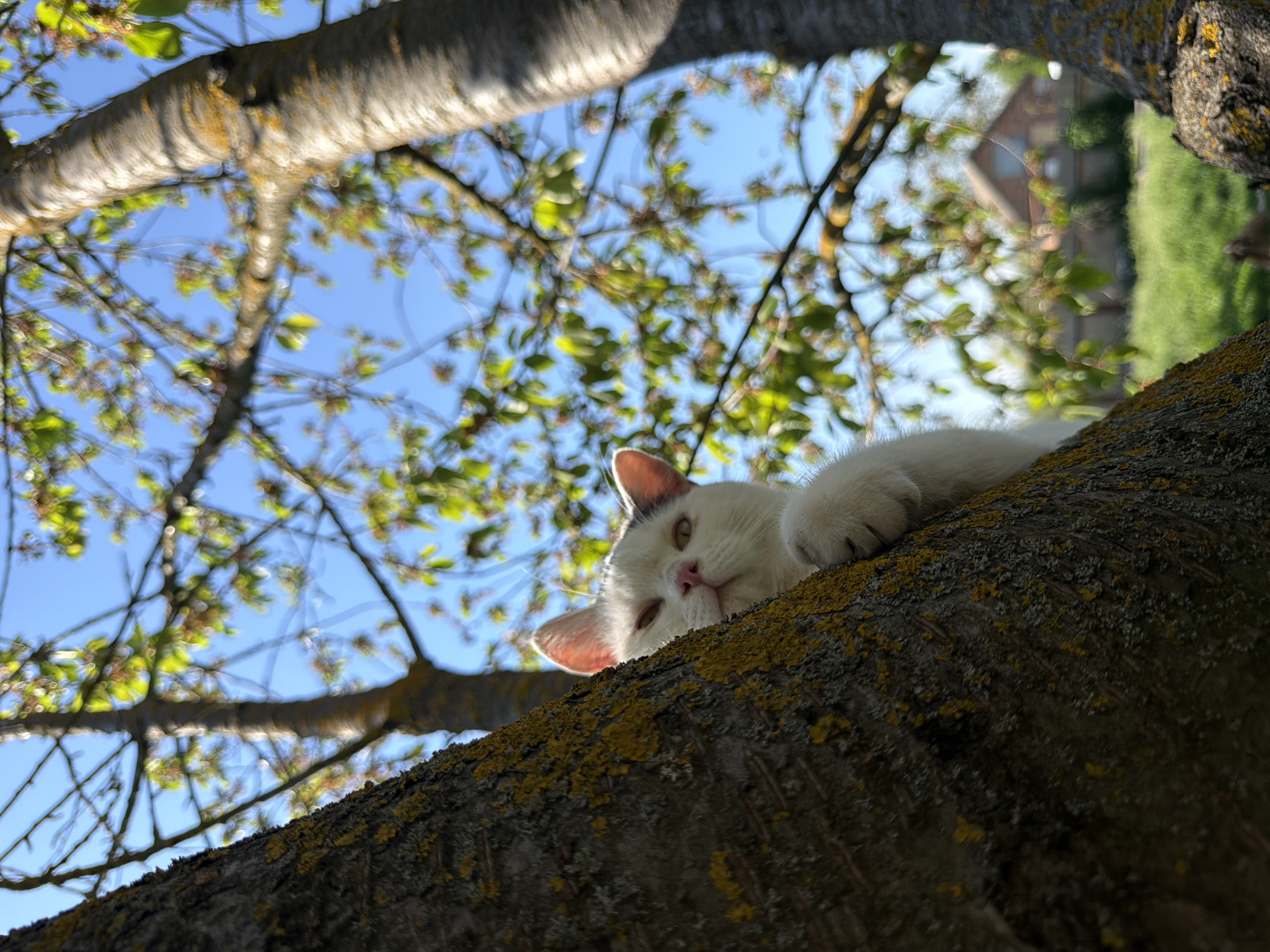 A white cat rests on a thick tree branch, its head facing the viewer. The branch is covered in moss or lichen. Above, a blue sky is visible through the tree's branches and leaves. Part of a building is visible through the branches. The location is Leningradskaya, Russia.