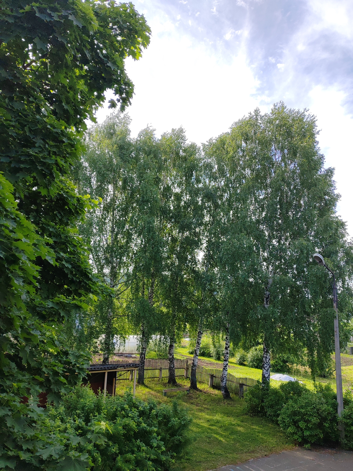 This image captures a vibrant outdoor scene dominated by lush greenery under a bright, partly cloudy sky. In the foreground on the left, a large tree with dense, dark green leaves, possibly a maple, frames the shot.
The mid-ground features a prominent row of tall birch trees with characteristic white and black patterned bark and abundant green foliage. Sunlight filters through their leaves, illuminating the scene and creating dappled light and shadows on the grassy ground beneath. A rustic wooden picket fence runs horizontally across the mid-ground, extending behind the trees and a small wooden shed with a dark roof visible on the left side, partially obscured by bushes.
Beyond the fence, in the background, there appears to be a cultivated area or garden, and a small structure covered in translucent white material, possibly a greenhouse. To the far right, a tall streetlamp or utility pole with a curved arm and light fixture stands, extending upwards against the bright sky. The bottom right corner of the image shows a portion of a paved surface, likely a road or pathway. The ground is covered with vibrant green grass.
The time of day is clearly daylight, with bright sunlight suggesting either morning or afternoon. The sky is a light blue with scattered white clouds. The setting appears to be a semi-rural or suburban area, possibly a backyard or park-like space adjacent to residential property. There are no people visible, and no discernible text in the image. The overall impression is one of peaceful natural beauty on a sunny day.