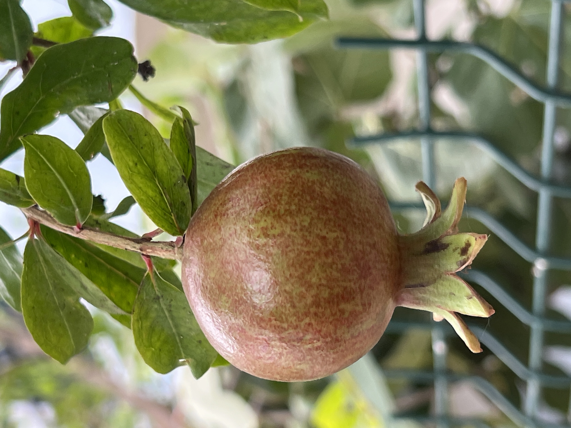 A close-up shot of a ripening pomegranate hanging from a branch, its skin a mottled red and green. The fruit is positioned slightly off-center to the left, with its calyx, or crown, clearly visible at the bottom, consisting of five pointed, green sepals. The background is softly blurred, revealing lush green leaves on the branch and a hint of a green metal fence in the lower right quadrant. The lighting suggests it is daytime, possibly morning or late afternoon, given the soft, diffused light. There are no people or animals visible in the image. The overall setting is an outdoor environment, likely a garden or orchard, consistent with the produce of pomegranate trees found in regions like Antalya, Turkey, known for its Mediterranean climate suitable for pomegranate cultivation.