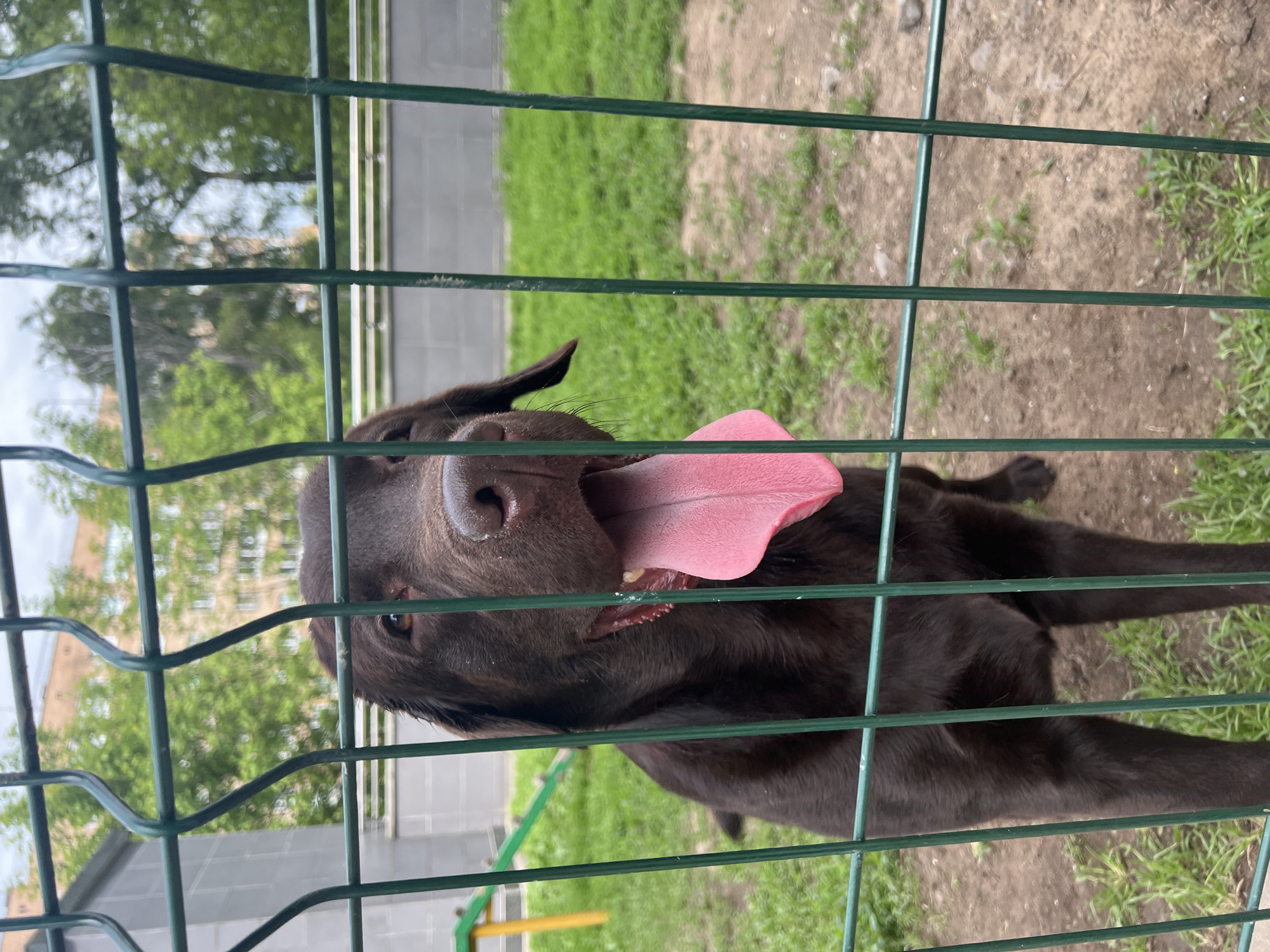 This vertical image features a chocolate Labrador or Labrador mix looking directly at the camera through a green wire fence. The dog's head is tilted, and its mouth is wide open with a large, bright pink tongue extended, suggesting panting from excitement or warmth. Its dark brown fur and expressive eyes are clearly visible.
The scene is an outdoor area in Mytishchi, Russia, likely an enclosure or park. The green wire fence forms a prominent grid pattern across the entire foreground and midground of the image. Behind the dog, the ground is a mix of patches of light brown dirt and green grass. In the background, out of focus, are green trees and distant building structures, indicating a natural setting within an urban or suburban environment. Hints of yellow and green objects, possibly parts of playground equipment or signage, are visible at the bottom of the frame.
The time of day appears to be daytime, with soft, diffused lighting suggesting an overcast or cloudy sky, as no harsh shadows are present. The dog's playful expression and extended tongue convey a sense of cheerfulness and engagement. No visible text is present in the image.