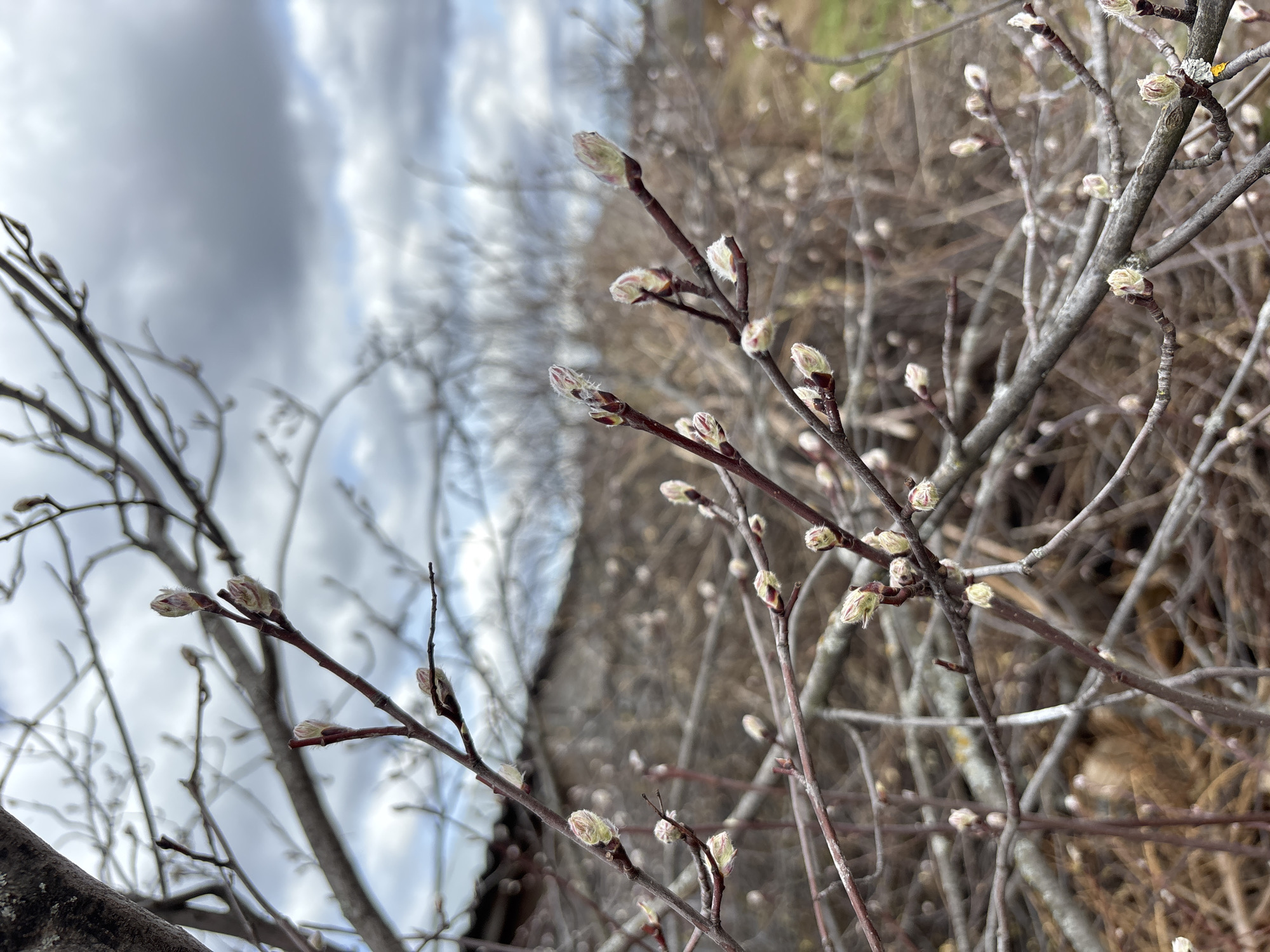 The image depicts several budding branches, likely from a tree or shrub, against a blurred background of what appears to be a landscape under an overcast sky. The buds are in various stages of development, with some appearing tightly closed and others beginning to open, revealing soft, white or light-colored interiors. The branches are slender and dark in color. The background features a mix of blurred trees or vegetation and a cloudy sky. There is no evidence in the image to confirm the location is Петропавловск, Russia.