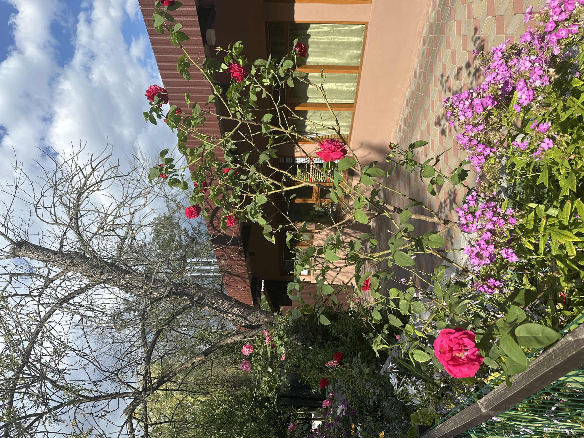 This image depicts a garden scene with a building in the background. The garden features a variety of flowers, including pink roses and purple phlox, as well as a rose bush with red blooms. A large, bare tree stands to the left, its branches reaching towards a partly cloudy sky. The building is a single-story structure with a reddish-brown corrugated roof and pale pink walls. It has several windows with light green curtains. The ground is paved with a patterned tile in shades of pink and beige. The overall impression is that of a well-maintained outdoor space adjacent to a residential or commercial building. There is no indication of the specific location within Kyiv, Ukraine, nor are there any people or actions depicted.