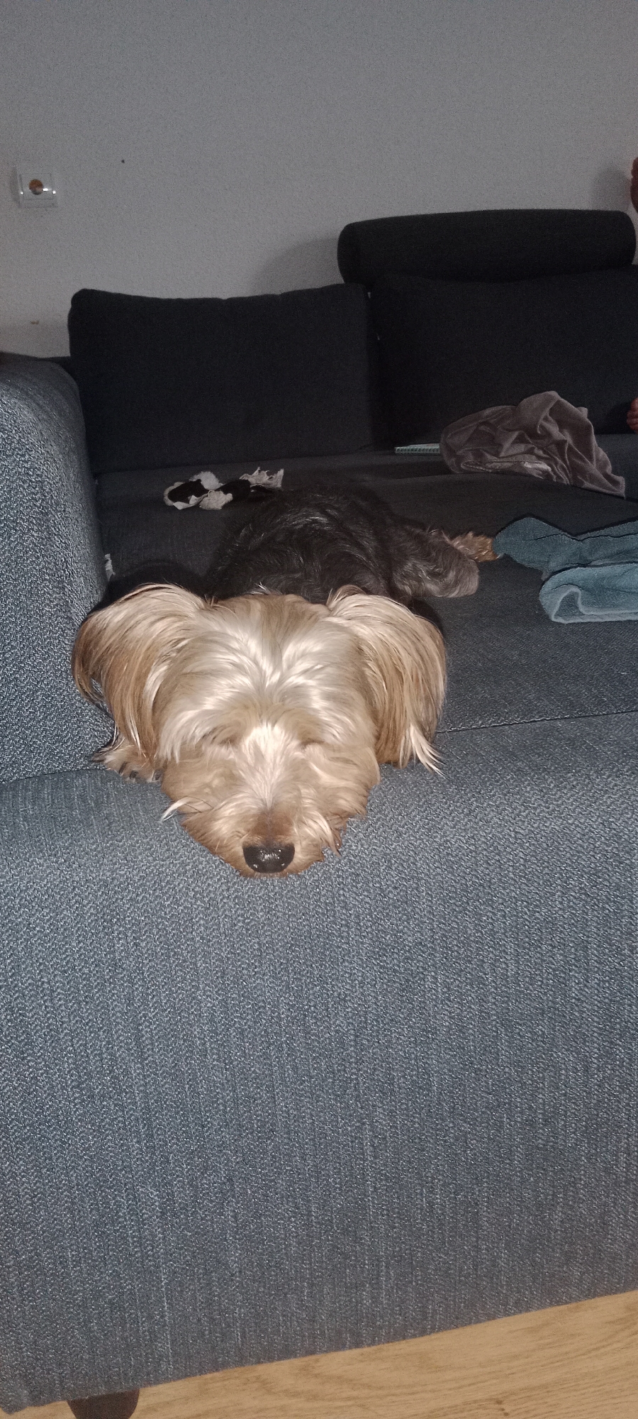 A light brown dog with its eyes closed is resting on a blue fabric sofa. Behind it, a dark-colored dog is also lying down. Various folded cloths are present on the sofa. The room appears to be a living space. The image was taken in Galapagar, Spain.