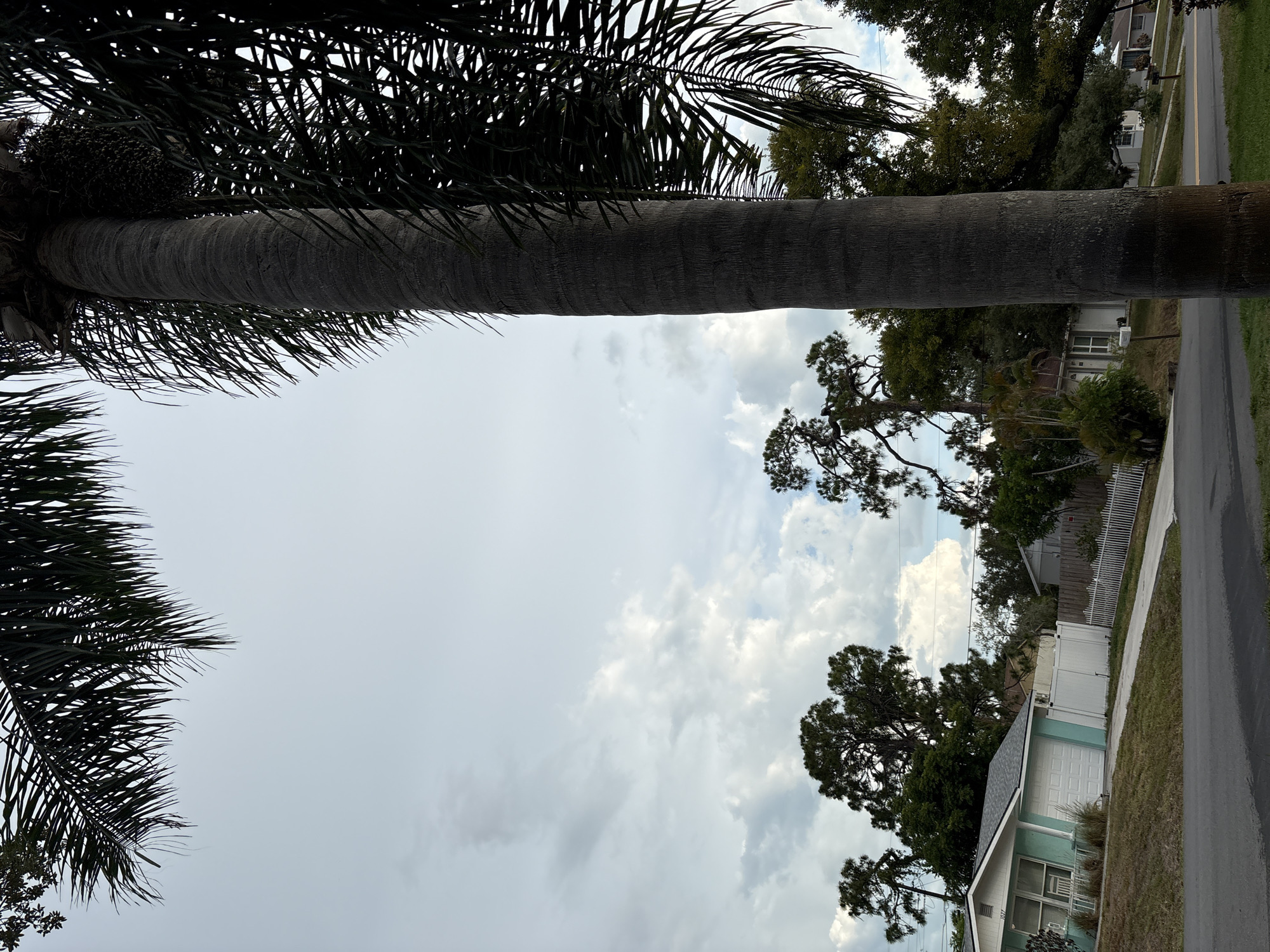 A tall, thick palm tree trunk dominates the right side of the frame, with its fronds obscuring the overcast sky and parts of the background. In the lower left, a light blue house with a white garage door and white fence is visible. A paved road runs across the bottom of the image, with a grassy area to the right of the road. The background features more houses, trees, and power lines. The scene appears to be in a residential neighborhood in South Venice, Florida, United States of America.