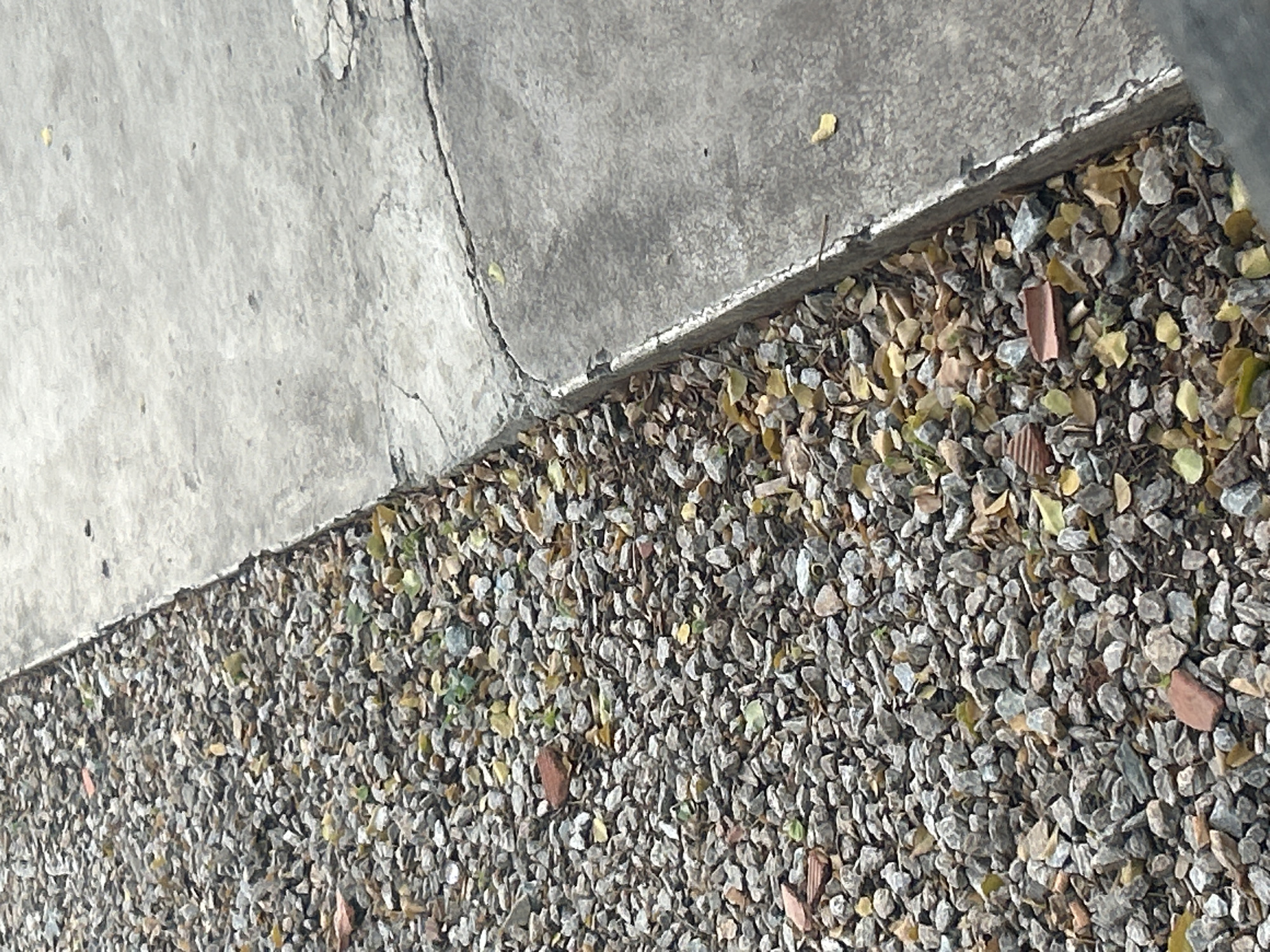 The image shows a close-up view of a concrete sidewalk adjacent to a gravel-covered area with scattered fallen leaves. The concrete appears weathered and cracked, with distinct lines and textures visible. The gravel consists of small, irregularly shaped stones in various shades of gray and brown. The leaves are mostly dry and discolored, with some showing shades of yellow and brown. There are also a few small pieces of broken red brick scattered within the gravel. The lighting suggests an outdoor setting, possibly during the day. No people or animals are visible in the image. The scene depicts a common urban or suburban environment, such as a park pathway, a side of a building, or a garden edge. The image does not contain any information that would specifically place it in Santa Ana, Venezuela.