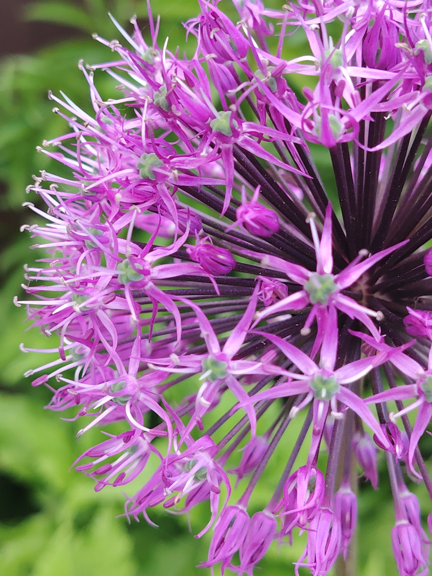 The image depicts a close-up of a purple Allium flower head in full bloom. The individual florets are densely packed together, creating a spherical shape. Each floret has delicate purple petals and protruding white stamens. The stems supporting the florets are dark purple, contrasting with the bright green background of foliage. The background foliage is blurry, indicating a shallow depth of field. The location, Бараўлянскі сельскі Савет, Belarus, is not determinable from the image.