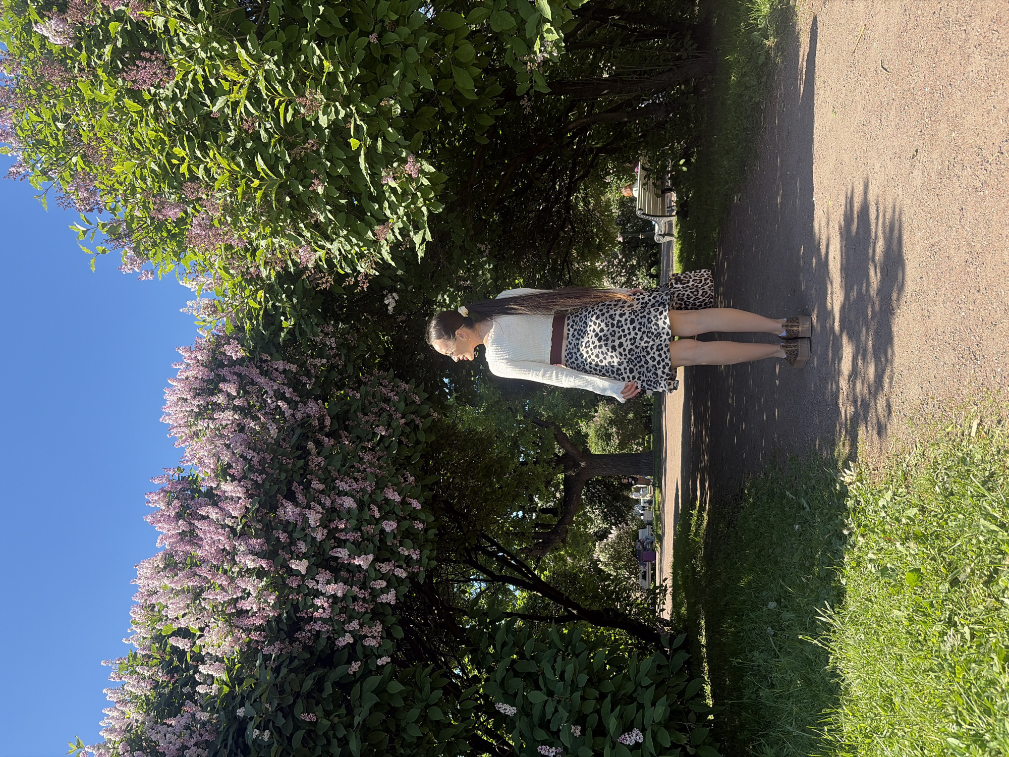 This image depicts a sunny park scene in Saint Petersburg, Russia, observed from a slightly elevated perspective. A lone individual, appearing female, is positioned centrally, walking away from the viewer on a light brown gravel path. She possesses very long, dark brown hair styled in a high ponytail, secured with a light-colored hair tie, extending down her back to below her waist. She wears a white, long-sleeved cropped sweater, a brown waist accent, and a short skirt with a black and white leopard print pattern. Her shoes are platform style, also featuring a leopard print, and a matching leopard print bag is partially visible on her right hip. Her head is slightly turned towards her left, looking into the dense foliage.
The path is bordered by tall, lush green bushes and trees, predominantly large lilac bushes adorned with numerous clusters of light pink and purple flowers, creating an archway effect overhead. The foliage casts distinct shadows on the path, indicating strong sunlight from above and to the right. The sky overhead is clear and bright blue. In the background, further down the path, several classic white park benches are visible, with indistinct figures seated on some of them, and others walking. The ground adjacent to the path is covered with vibrant green grass. The overall environment is a well-maintained public park under bright, clear weather conditions, characteristic of late spring or early summer due to the blooming lilacs.